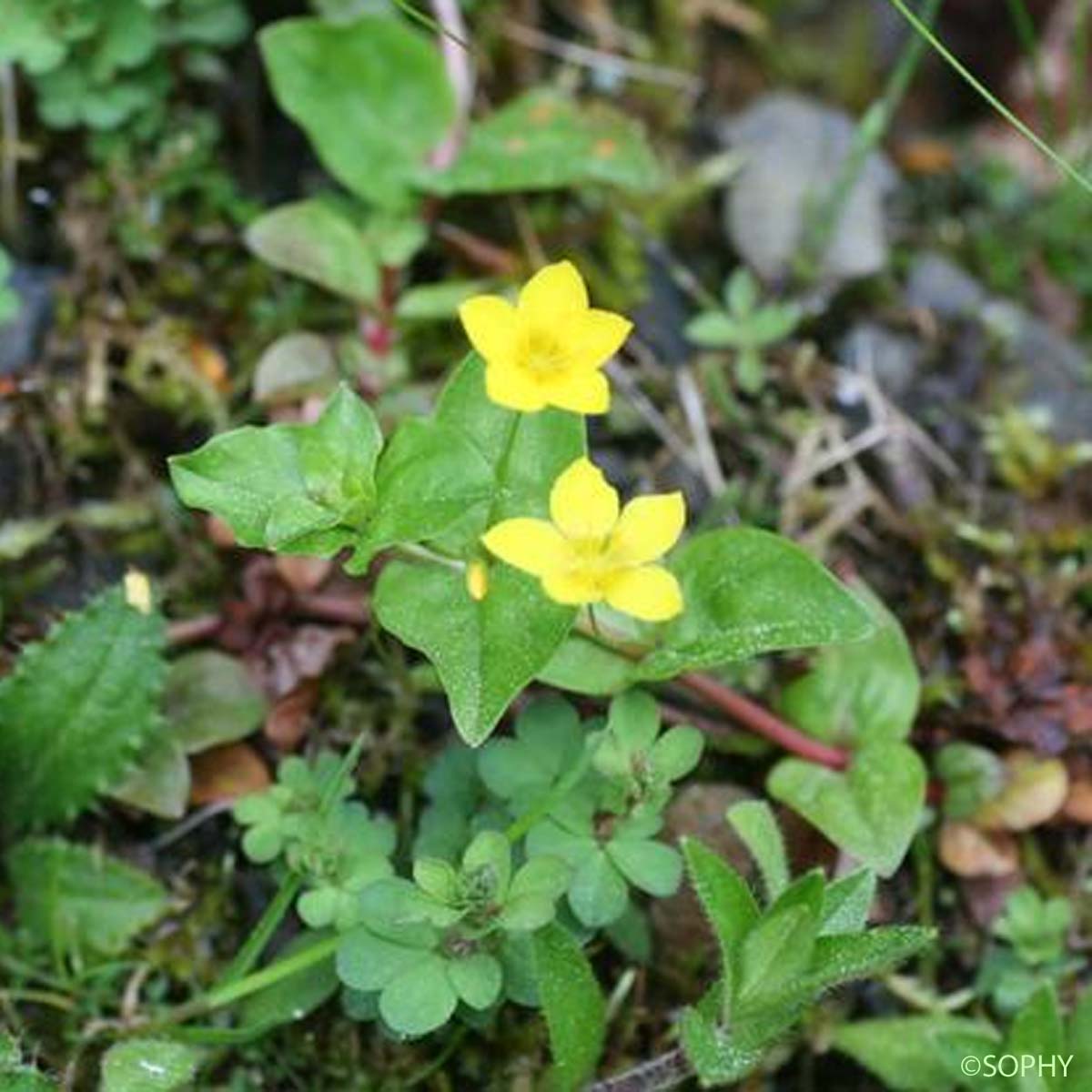 Lysimaque des bois - Lysimachia nemorum