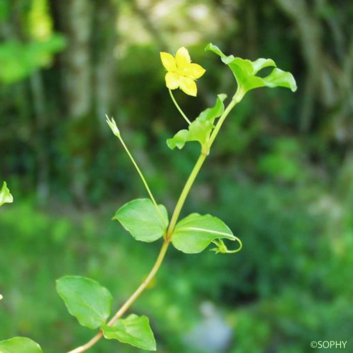 Lysimaque des bois - Lysimachia nemorum