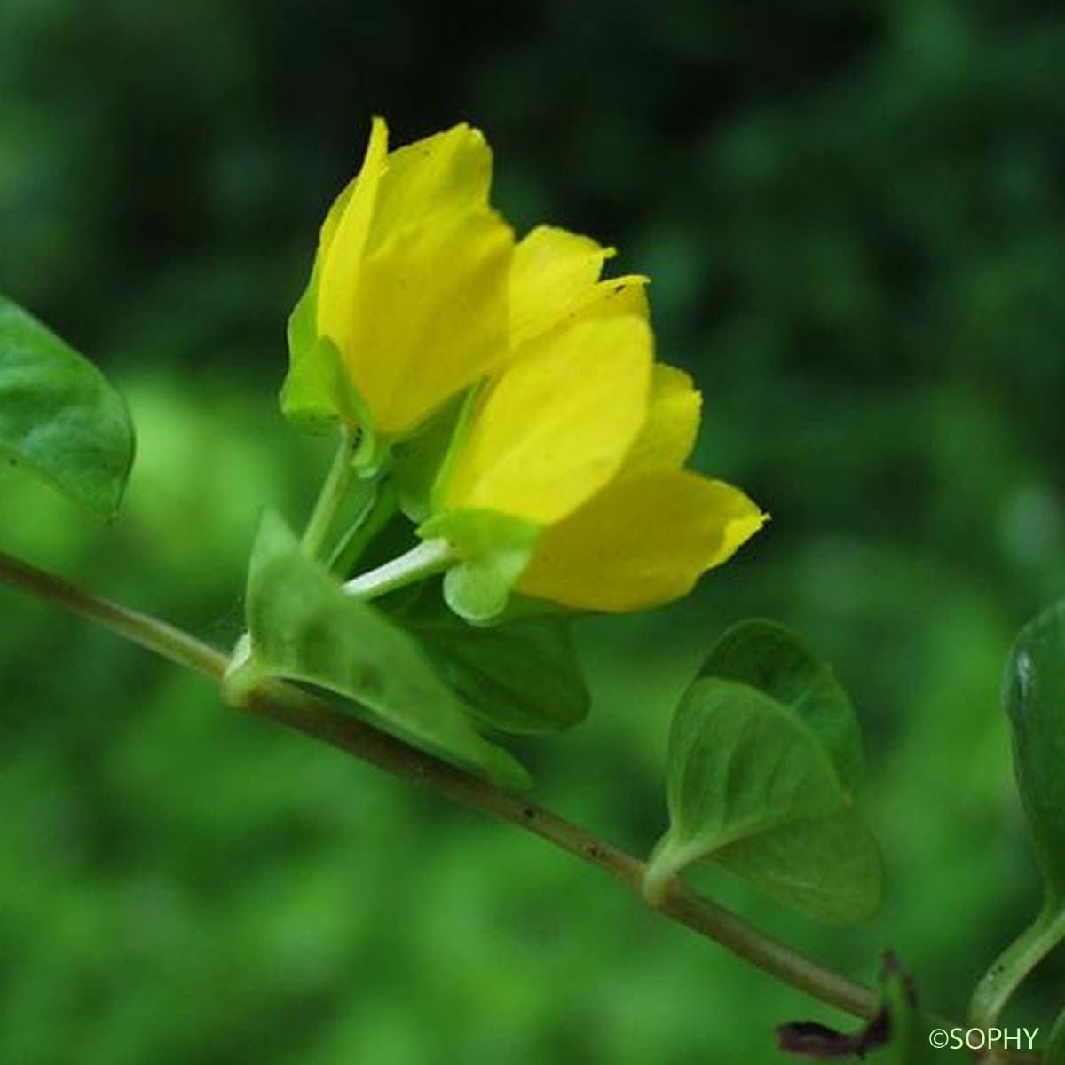 Lysimaque Nummulaire - Lysimachia nummularia