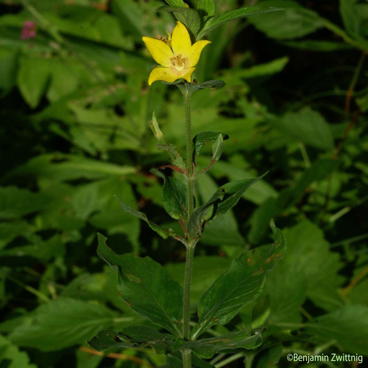 Lysimaque ponctuée - Lysimachia punctata