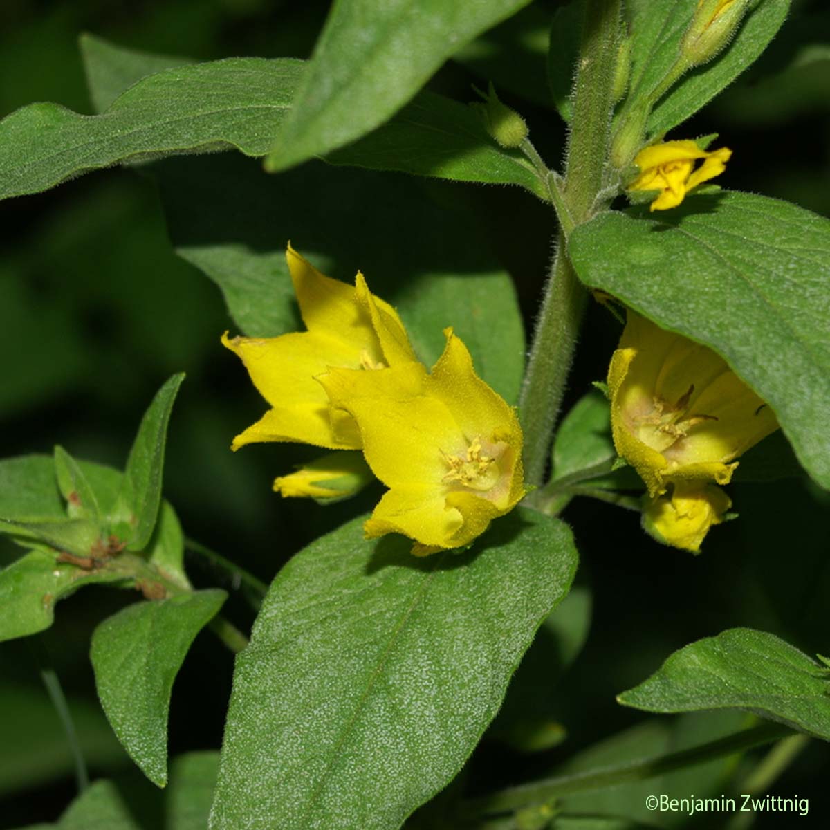 Lysimaque ponctuée - Lysimachia punctata