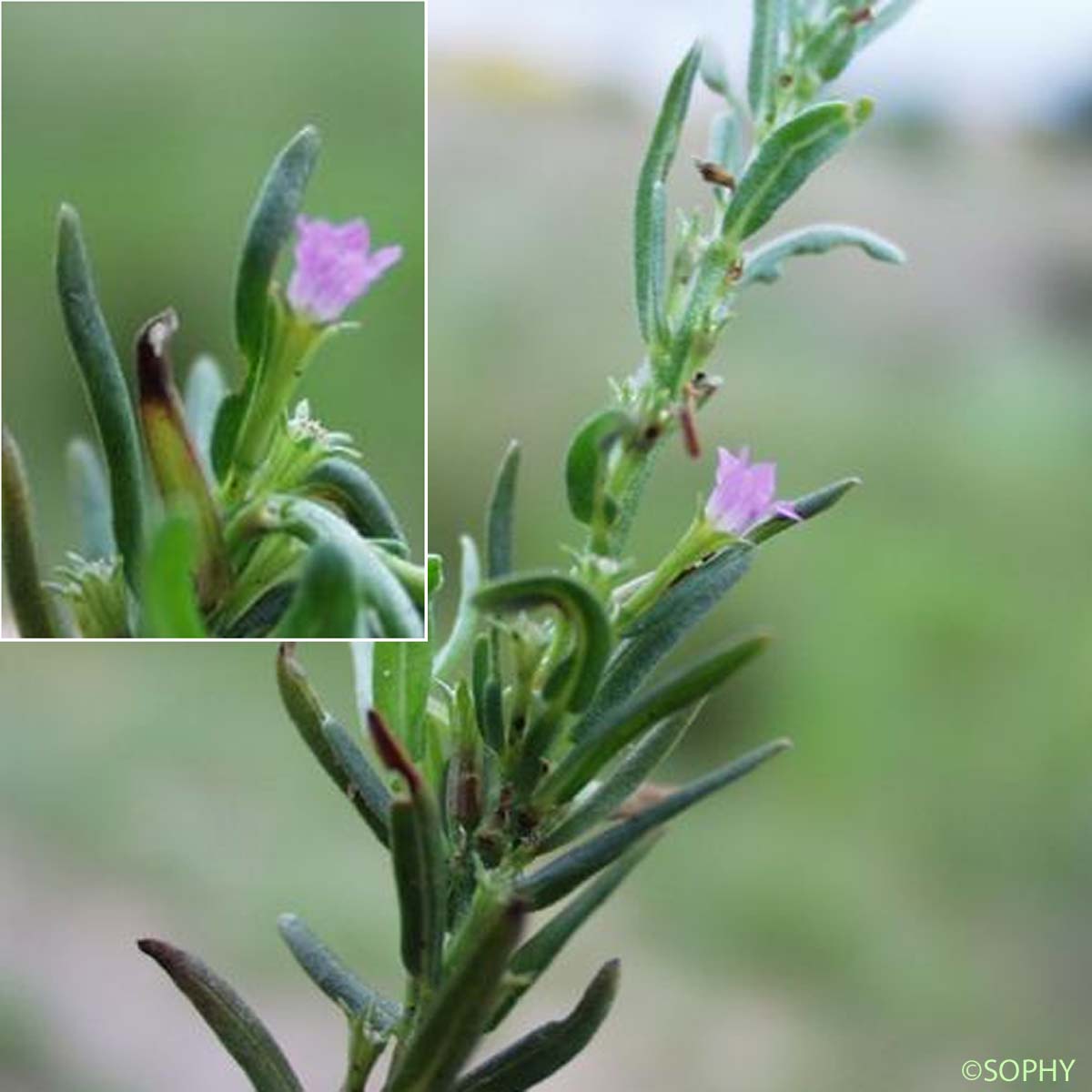 Lythrum à feuilles d'Hysope - Lythrum hyssopifolia