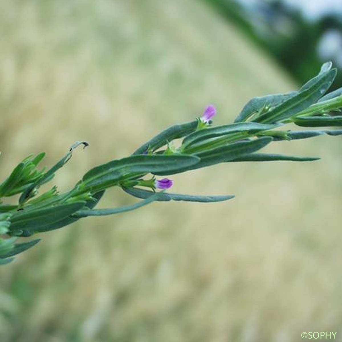 Lythrum à feuilles d'Hysope - Lythrum hyssopifolia