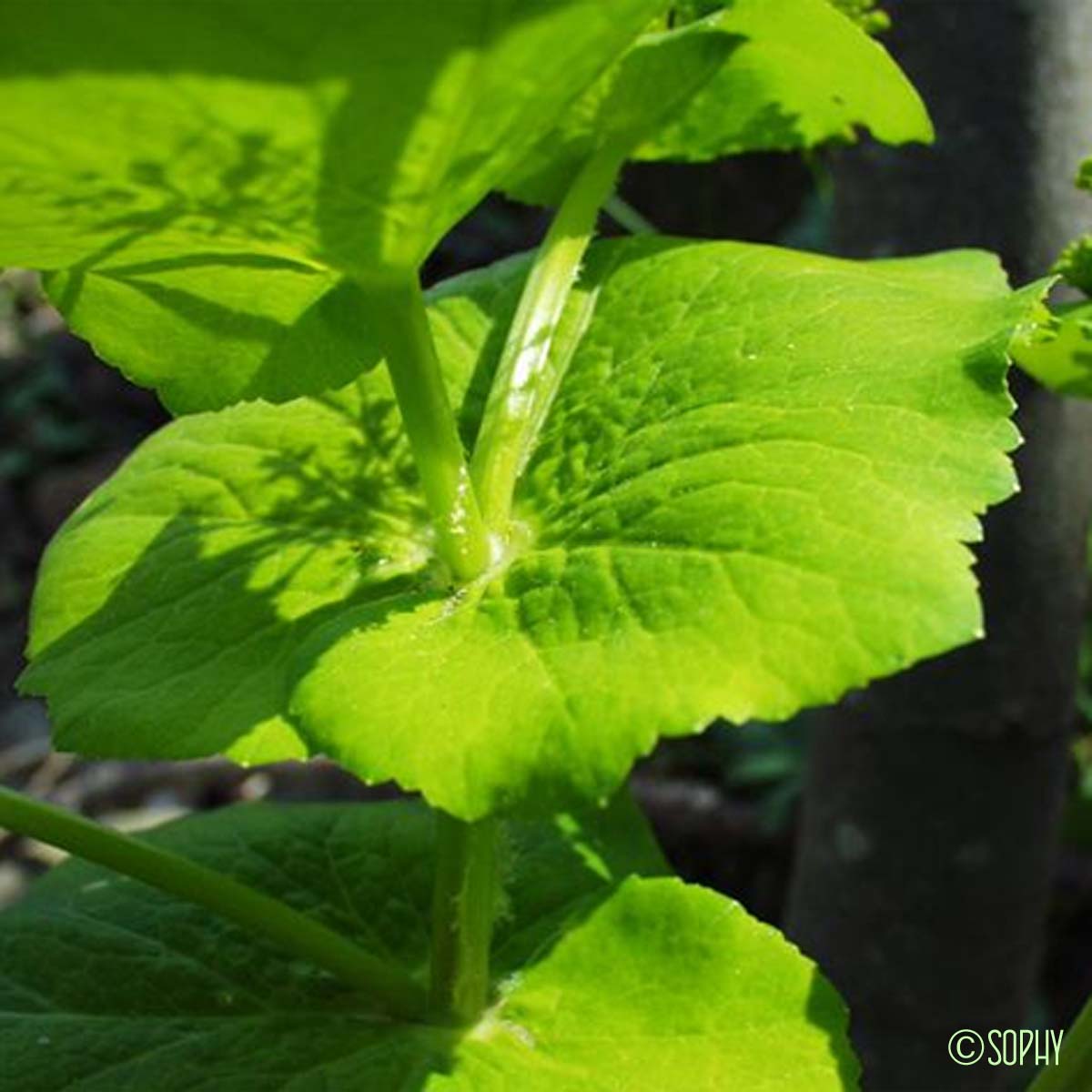 Maceron perfolié - Smyrnium perfoliatum subsp. perfoliatum