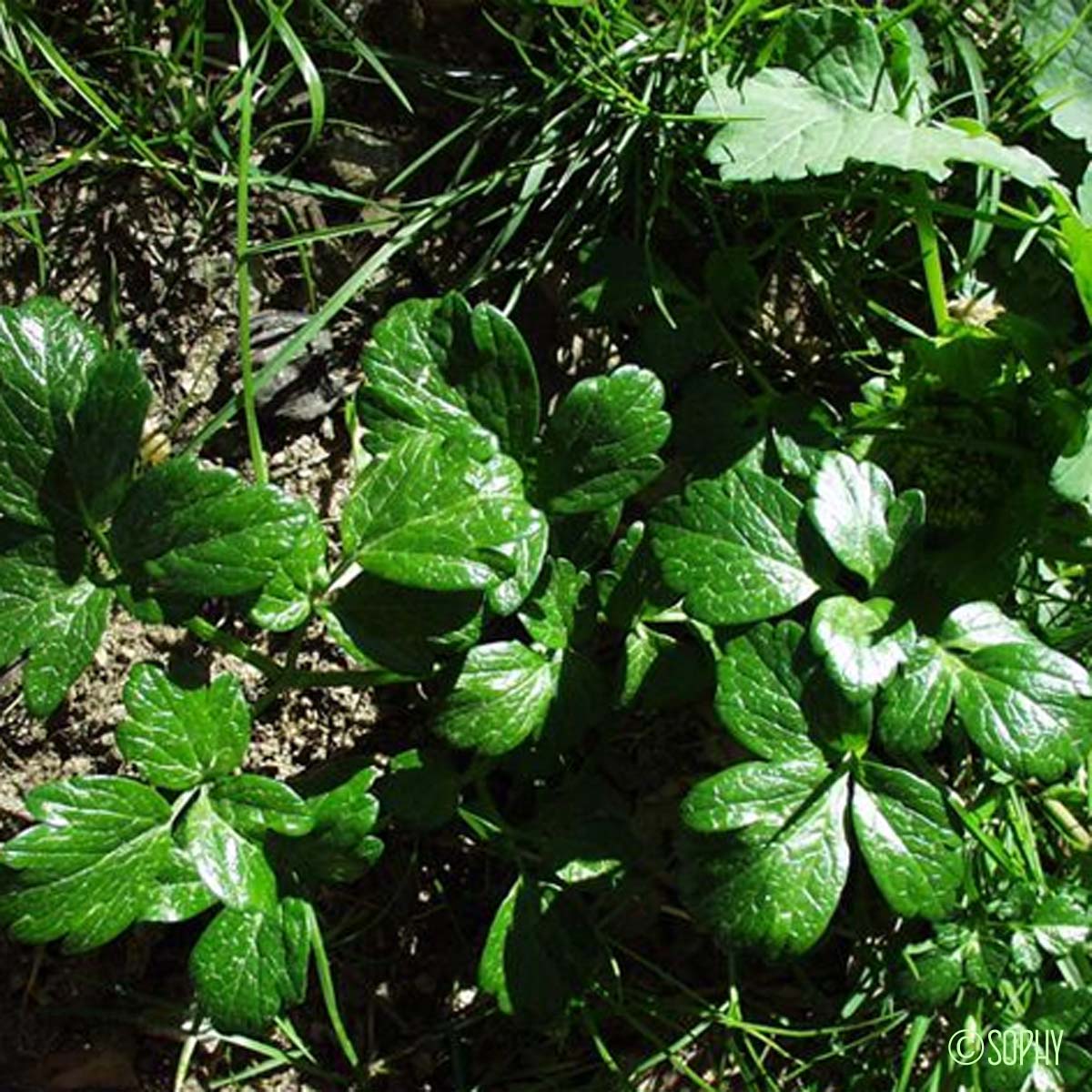 Maceron perfolié - Smyrnium perfoliatum subsp. perfoliatum