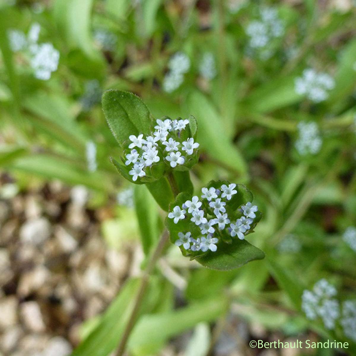 Mâche doucette - Valerianella locusta