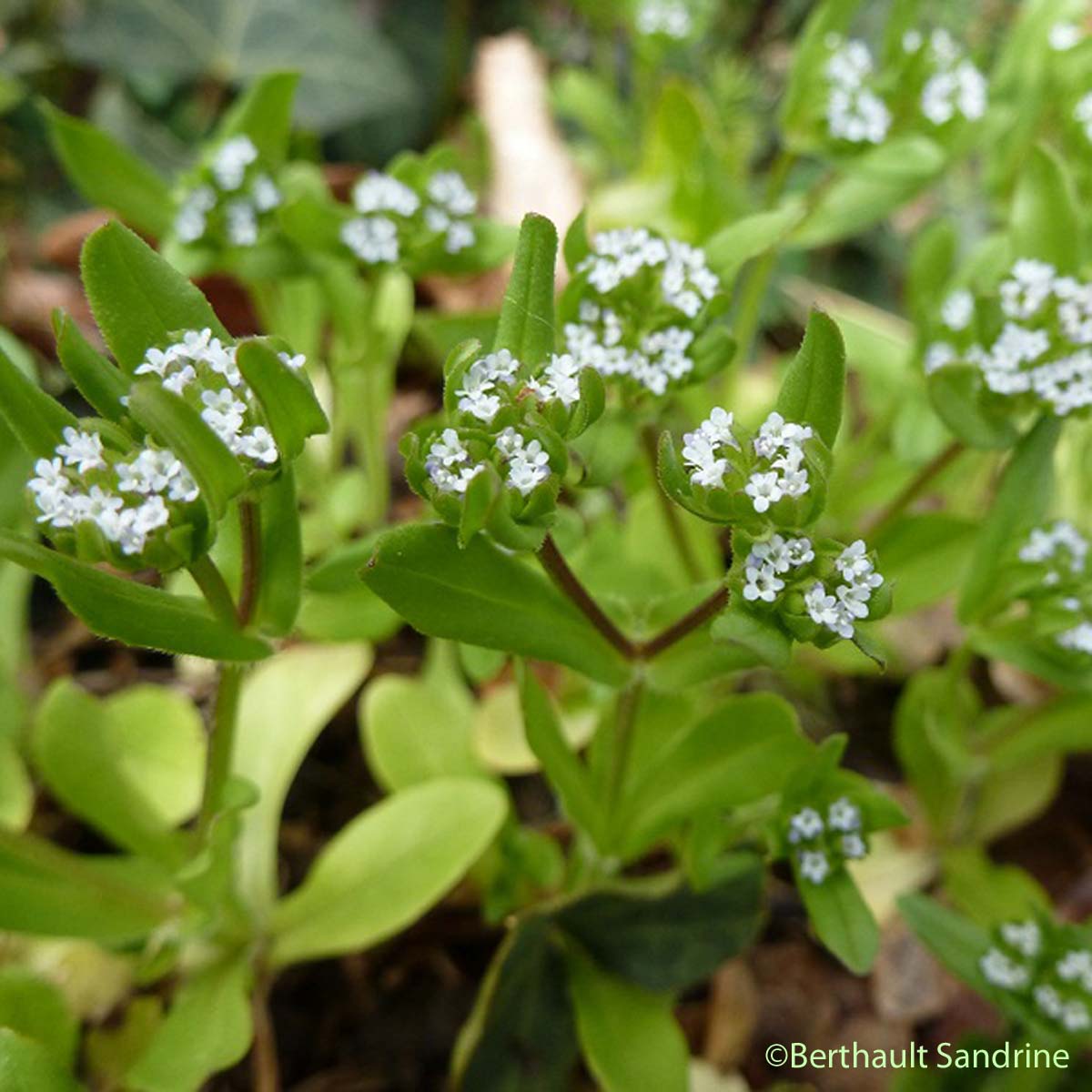 Mâche doucette - Valerianella locusta