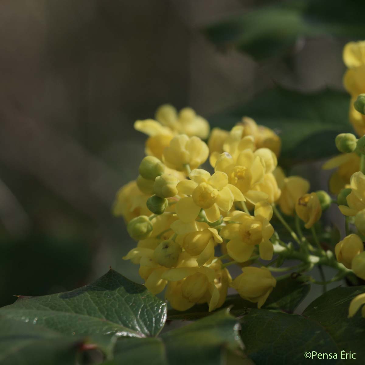 Mahonia à feuilles de houx - Berberis aquifolium