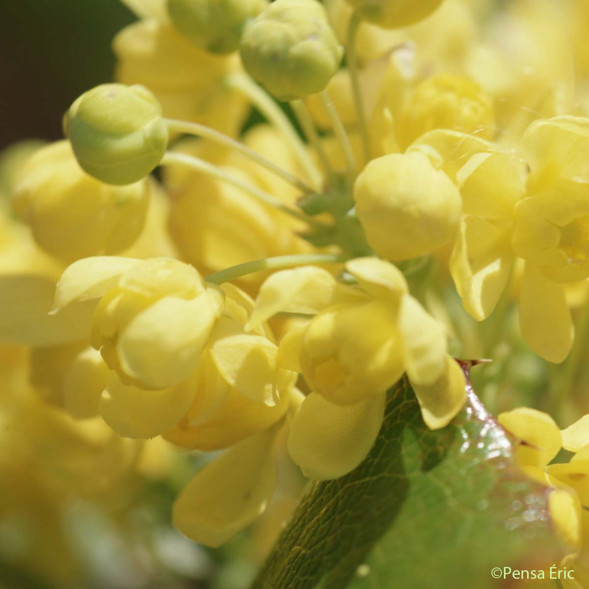 Mahonia à feuilles de houx - Berberis aquifolium