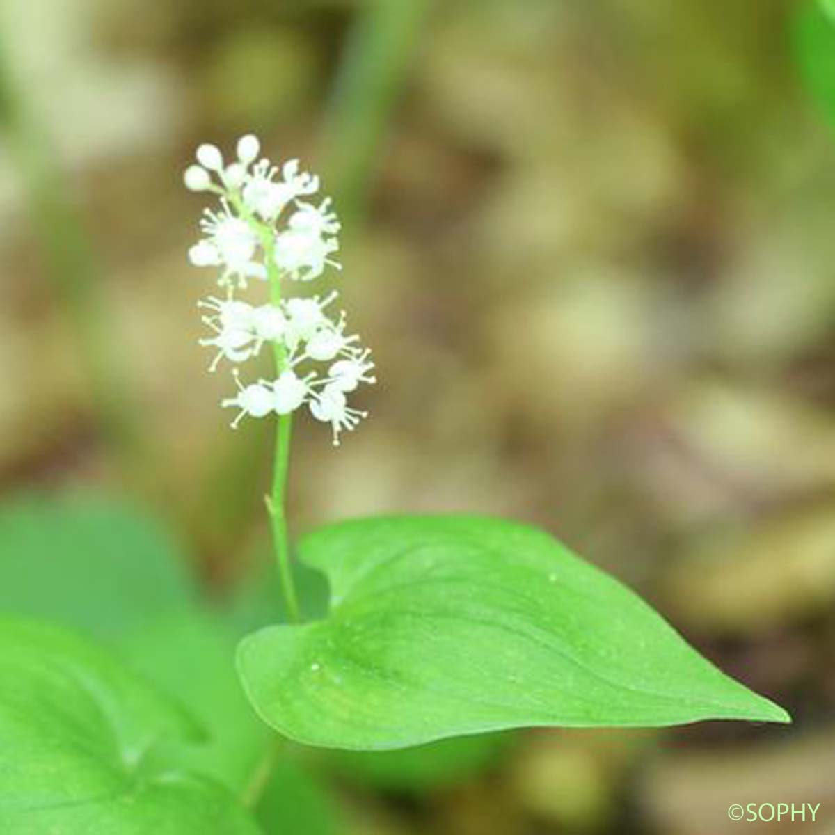 Maïanthème - Maianthemum bifolium