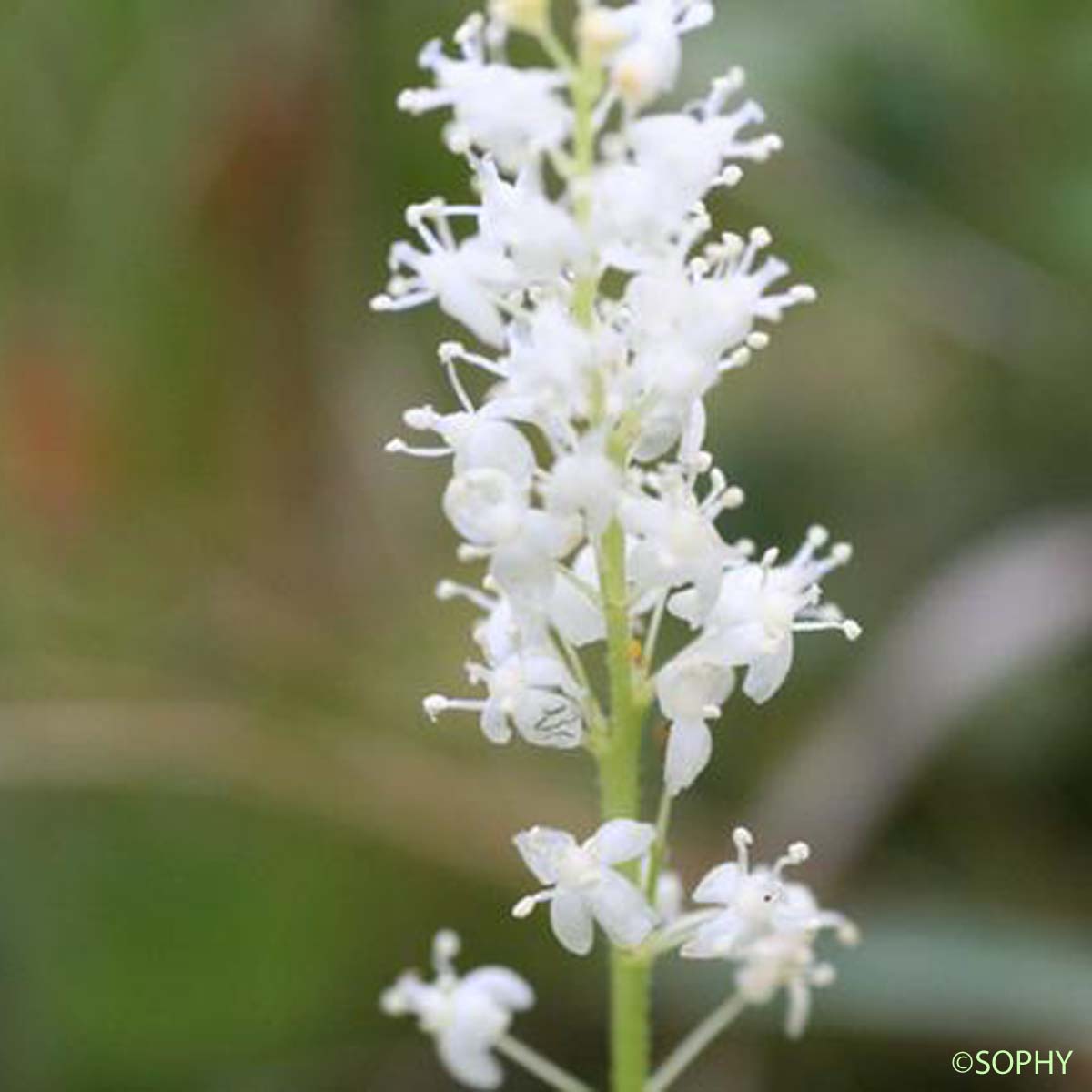 Maïanthème - Maianthemum bifolium