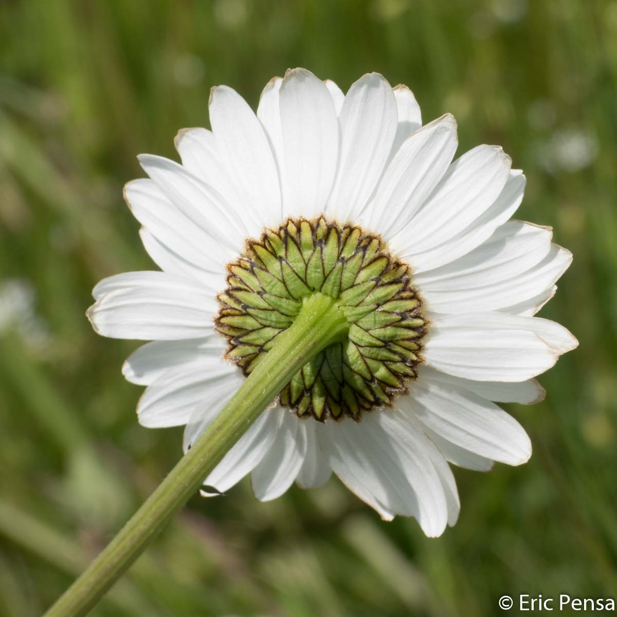 Marguerite - Leucanthemum vulgare