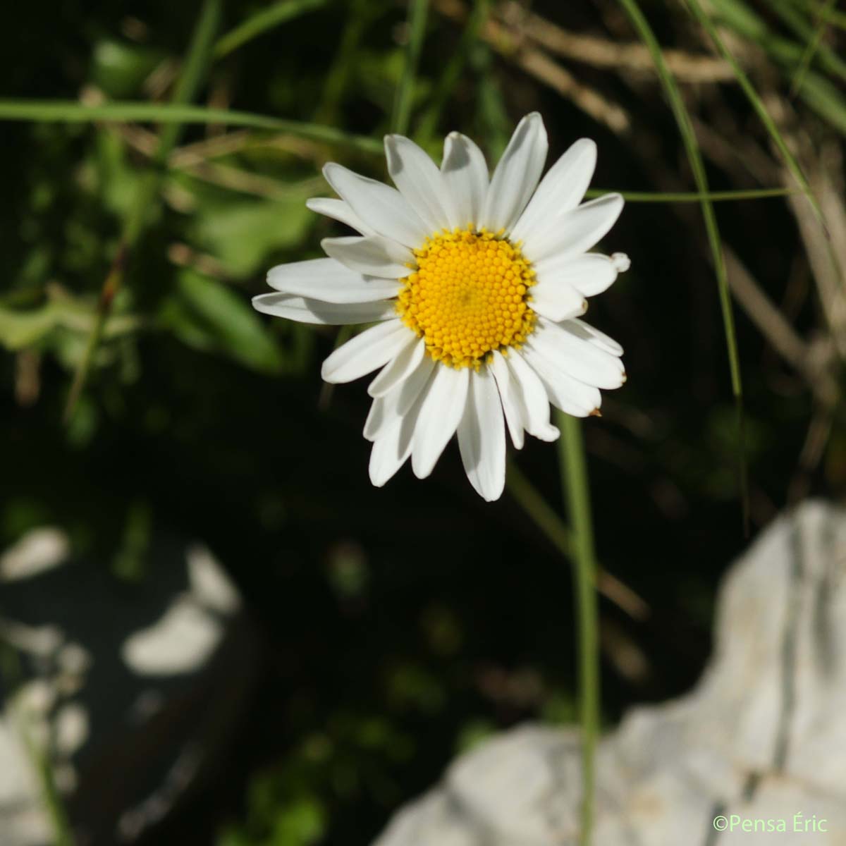 Marguerite à feuilles de coronope - Leucanthemum coronopifolium subsp. coronopifolium