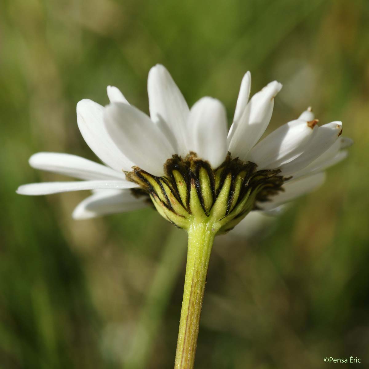 Marguerite à feuilles de coronope - Leucanthemum coronopifolium subsp. coronopifolium