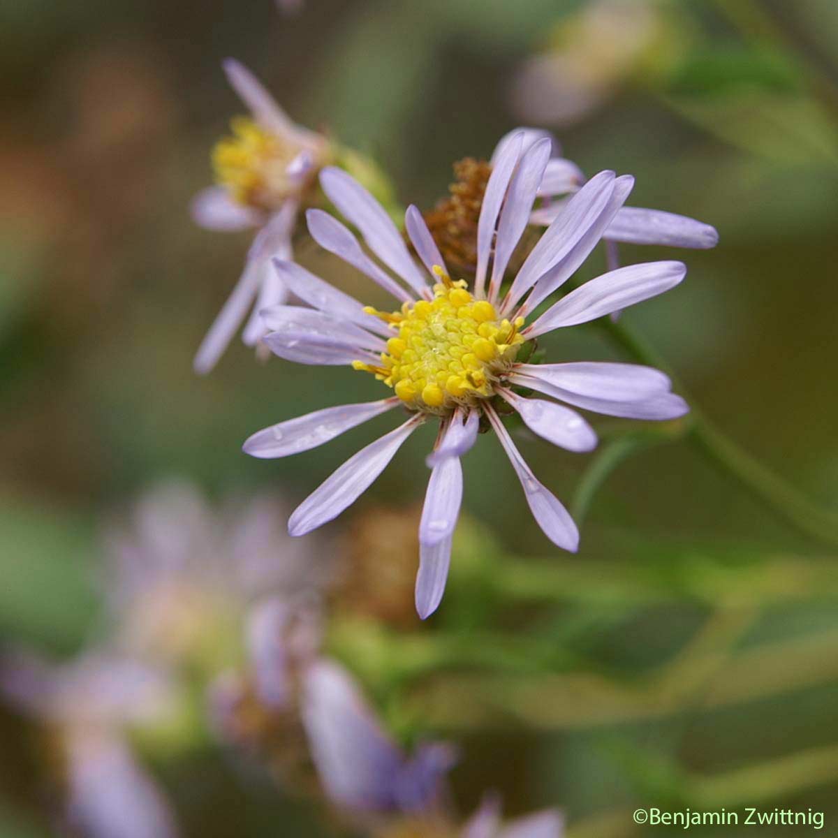 Marguerite de la Saint-Michel - Aster amellus