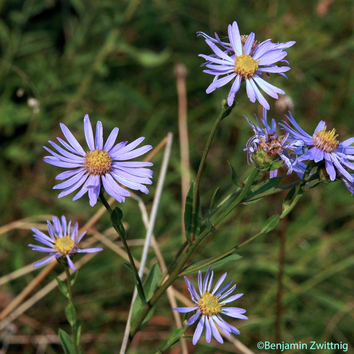 Marguerite de la Saint-Michel - Aster amellus