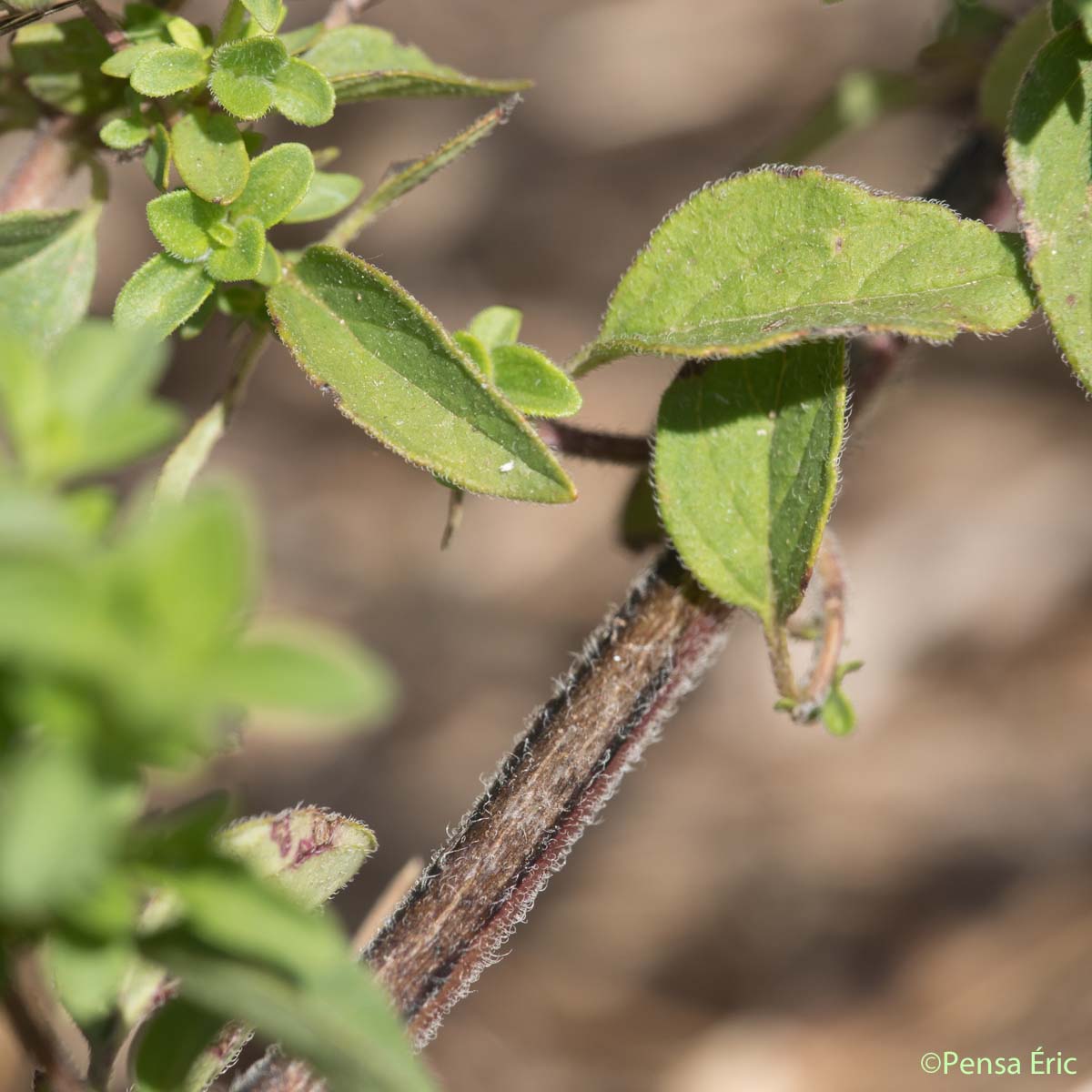 Marjolaine sauvage - Origanum vulgare