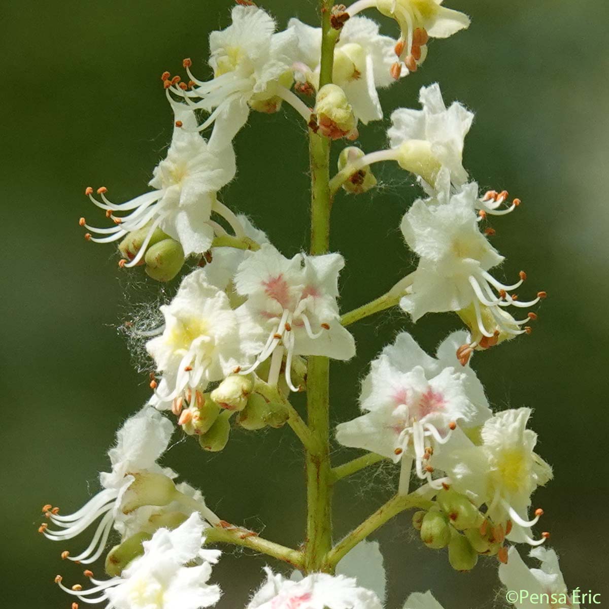 Marronnier d'Inde - Aesculus hippocastanum