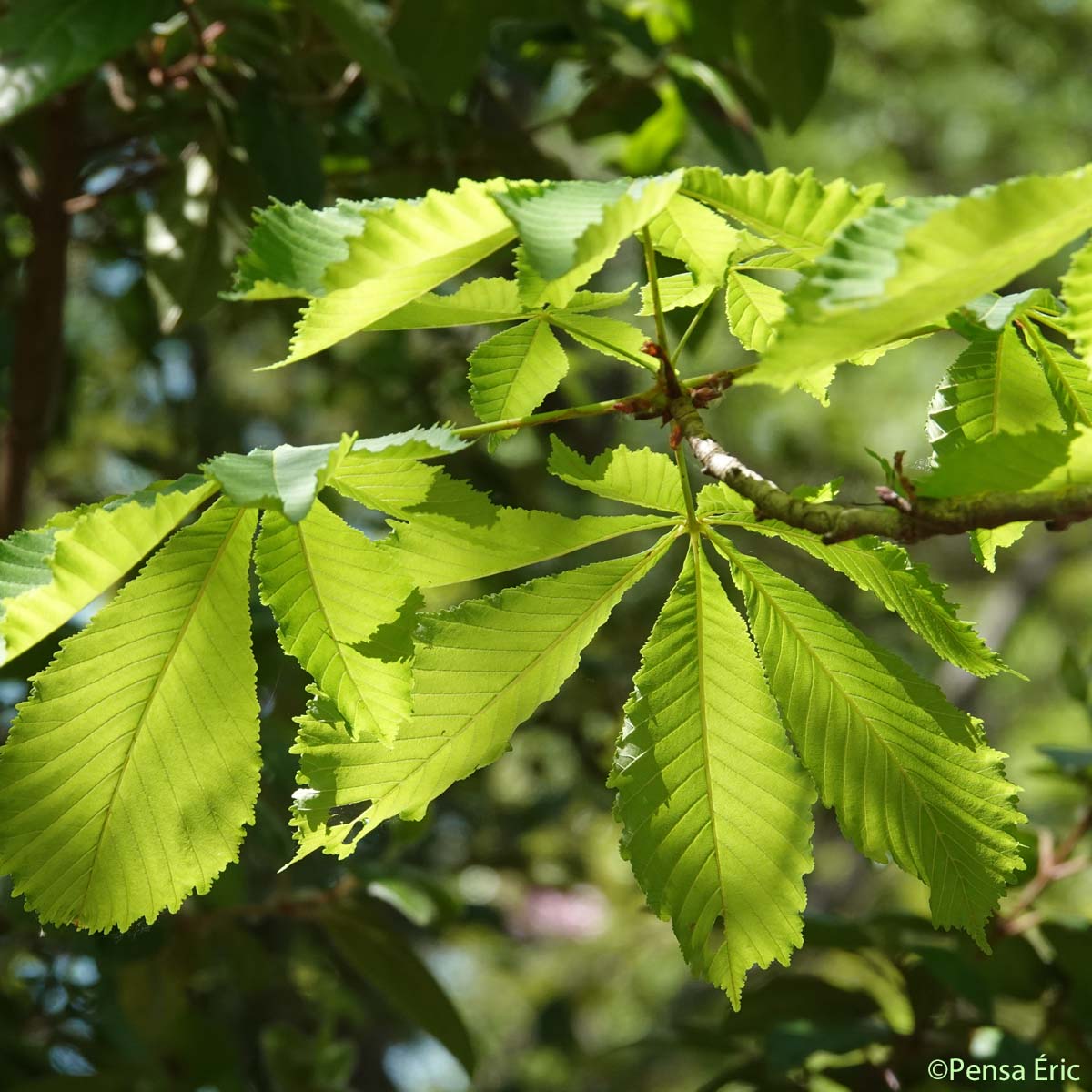 Marronnier d'Inde - Aesculus hippocastanum