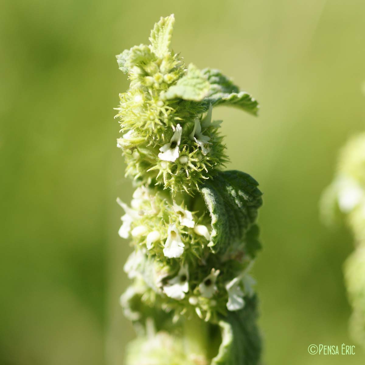 Marrube blanc - Marrubium vulgare
