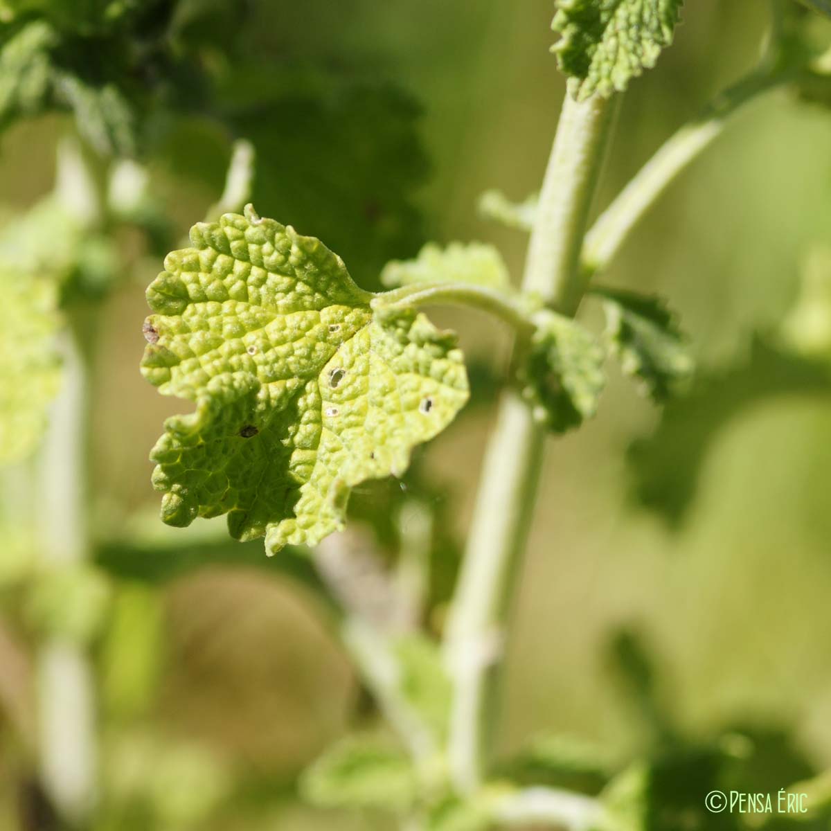 Marrube blanc - Marrubium vulgare