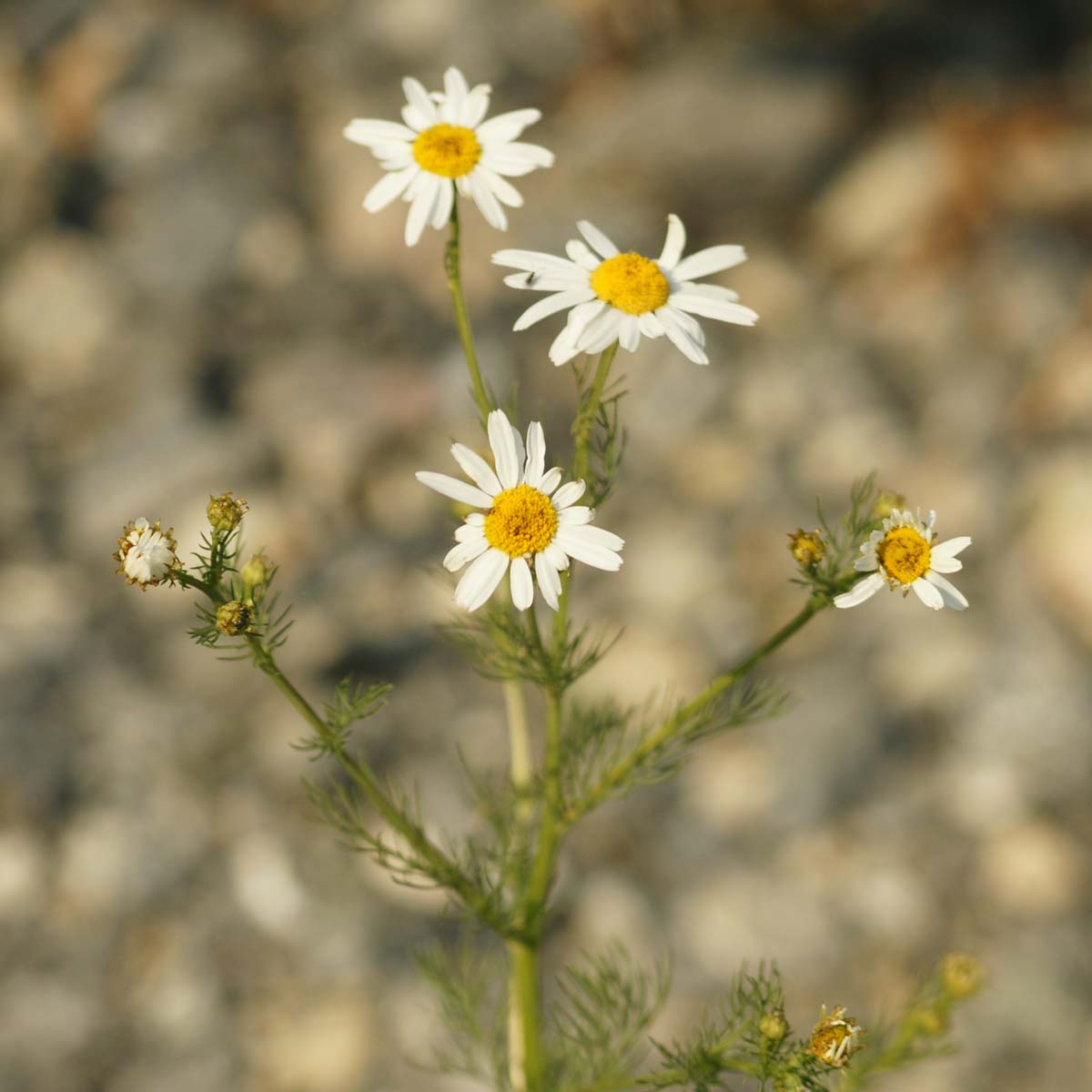 Matricaire inodore - Tripleurospermum inodorum