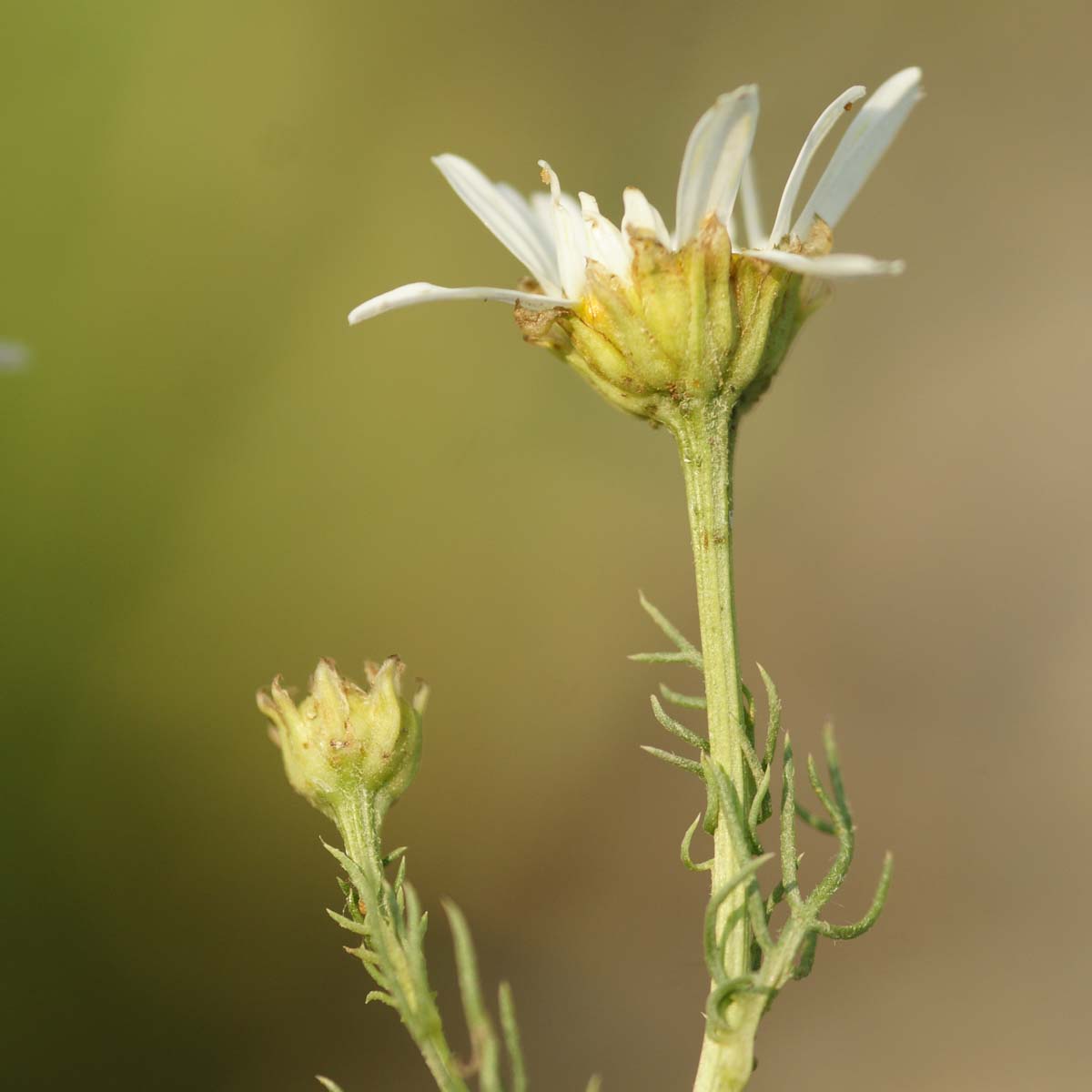 Matricaire inodore - Tripleurospermum inodorum