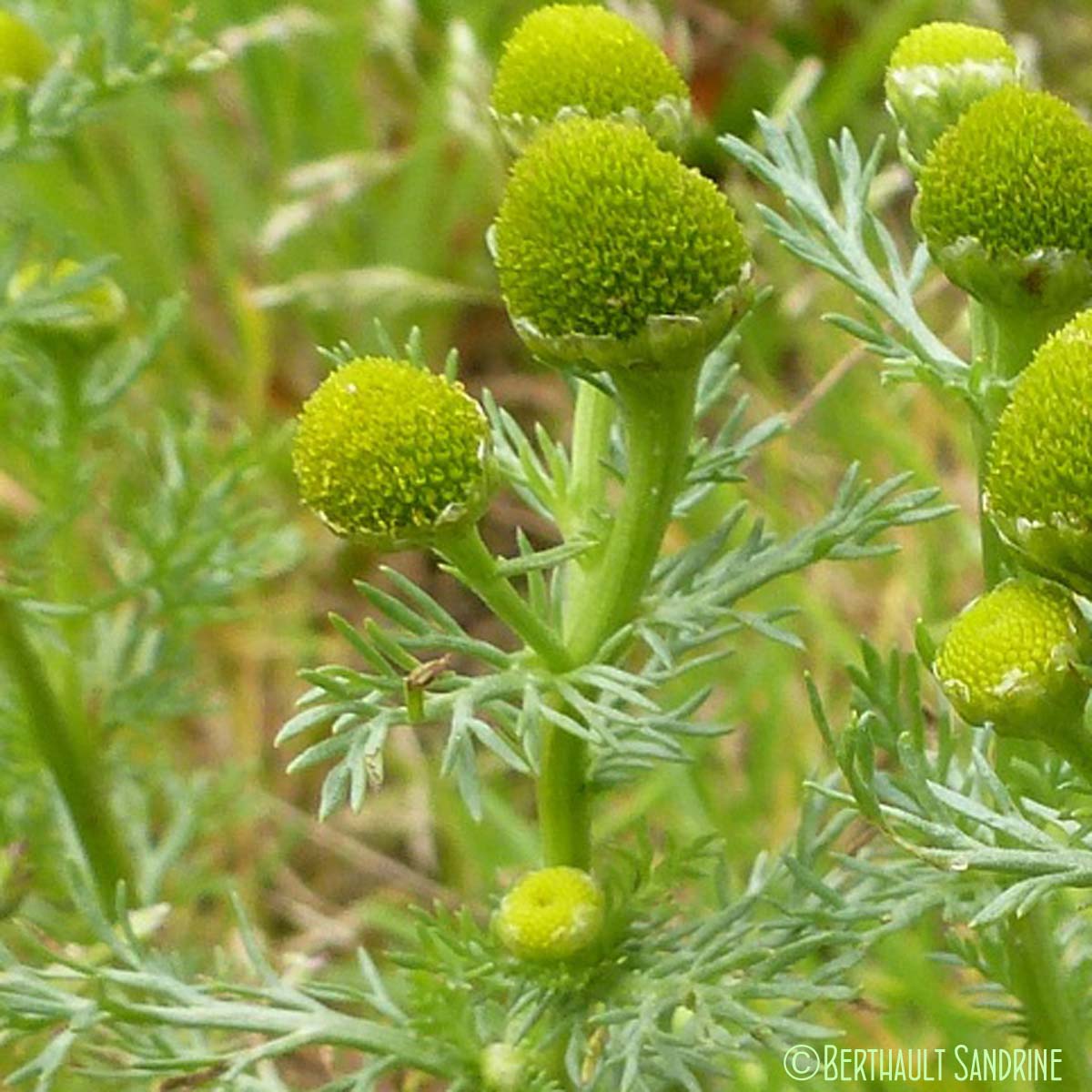 Matricaire odorante - Matricaria discoidea