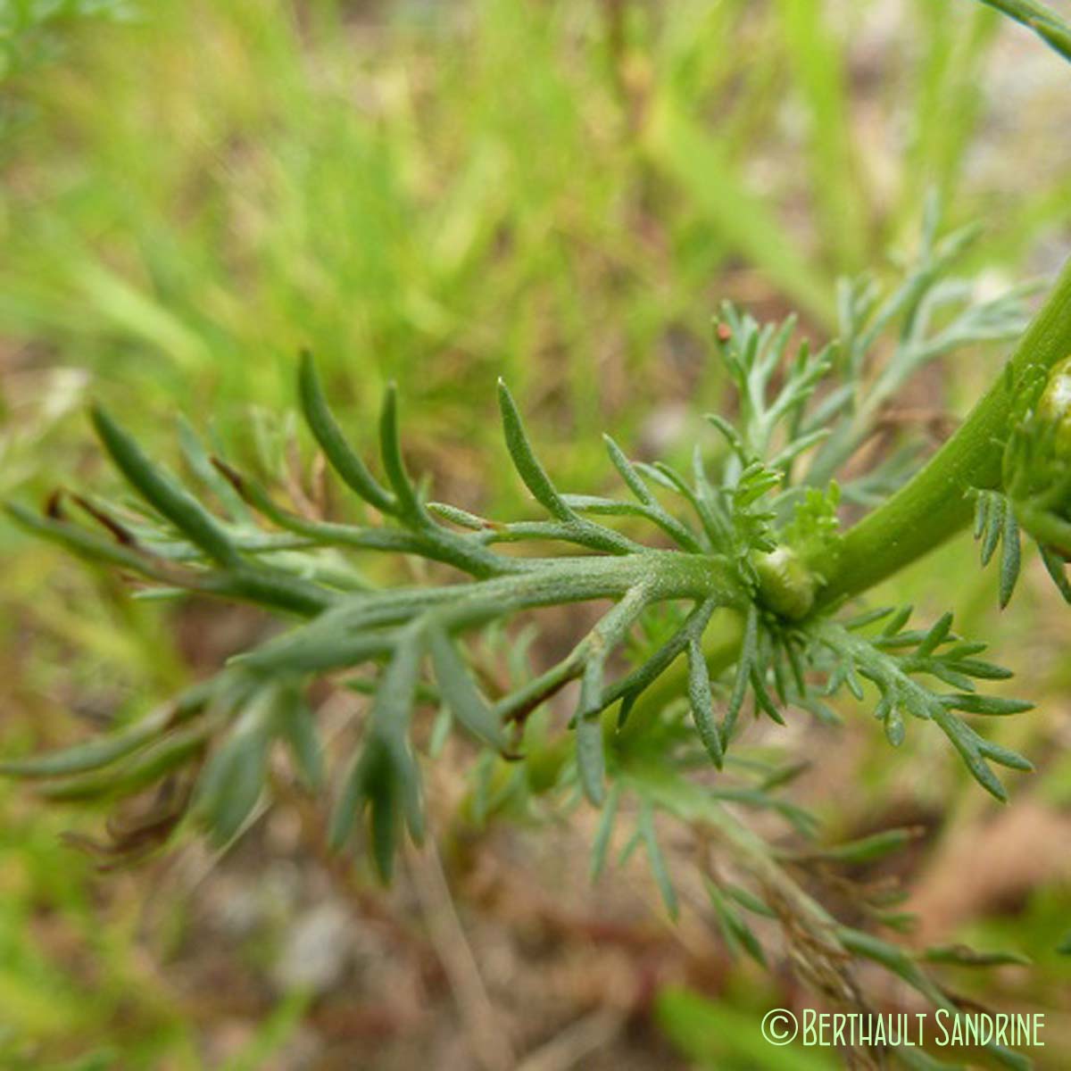 Matricaire odorante - Matricaria discoidea