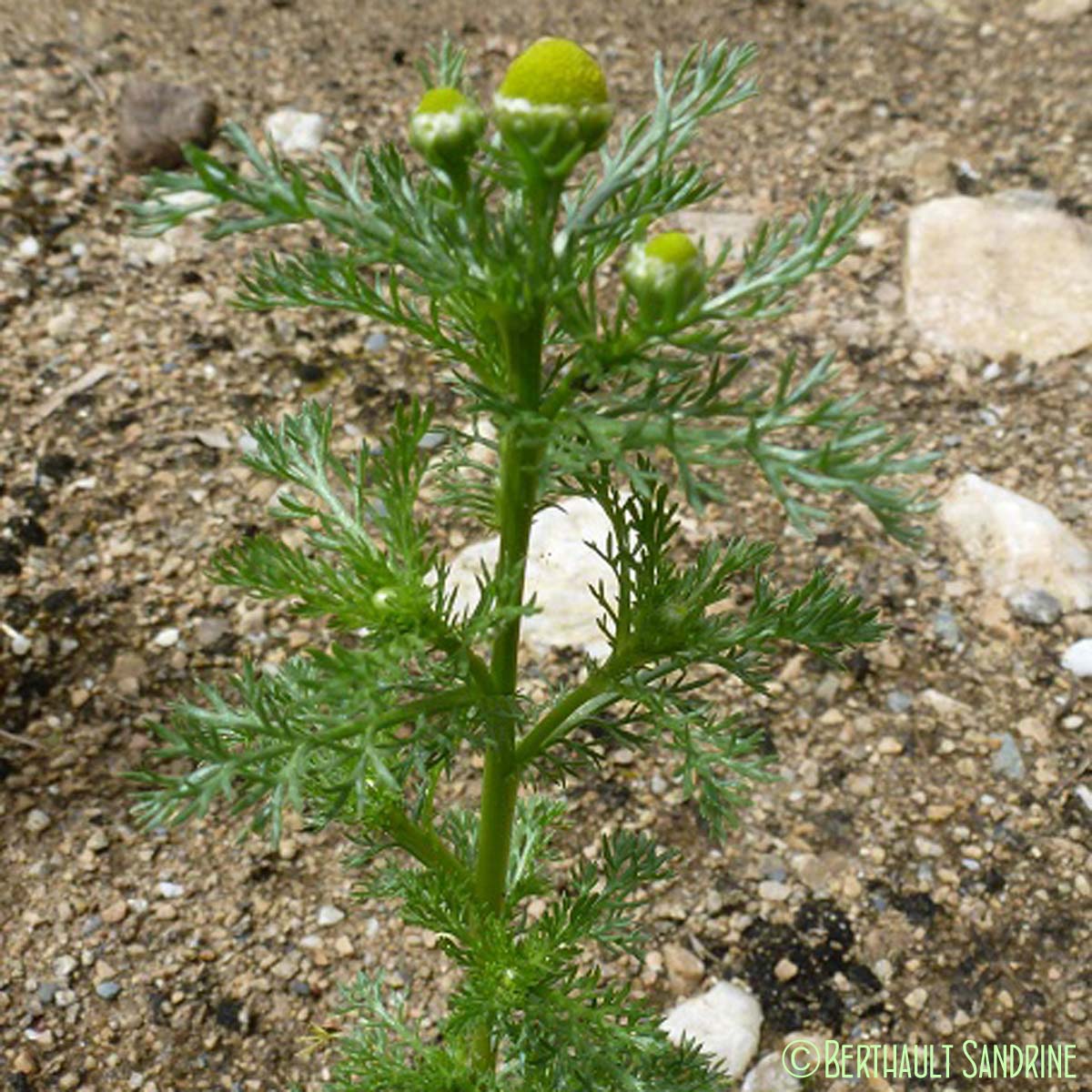 Matricaire odorante - Matricaria discoidea