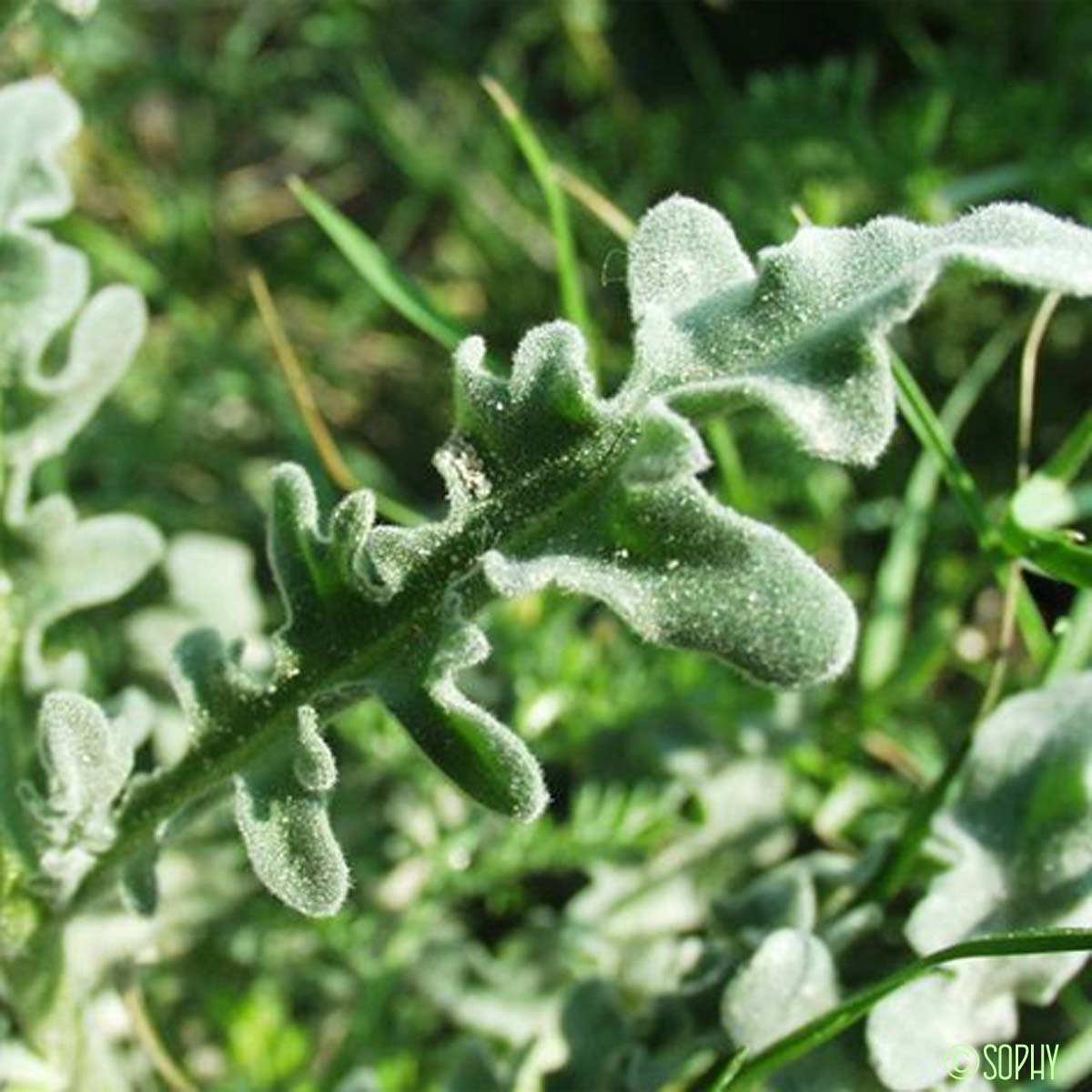 Matthiole à fruits à trois cornes - Matthiola tricuspidata