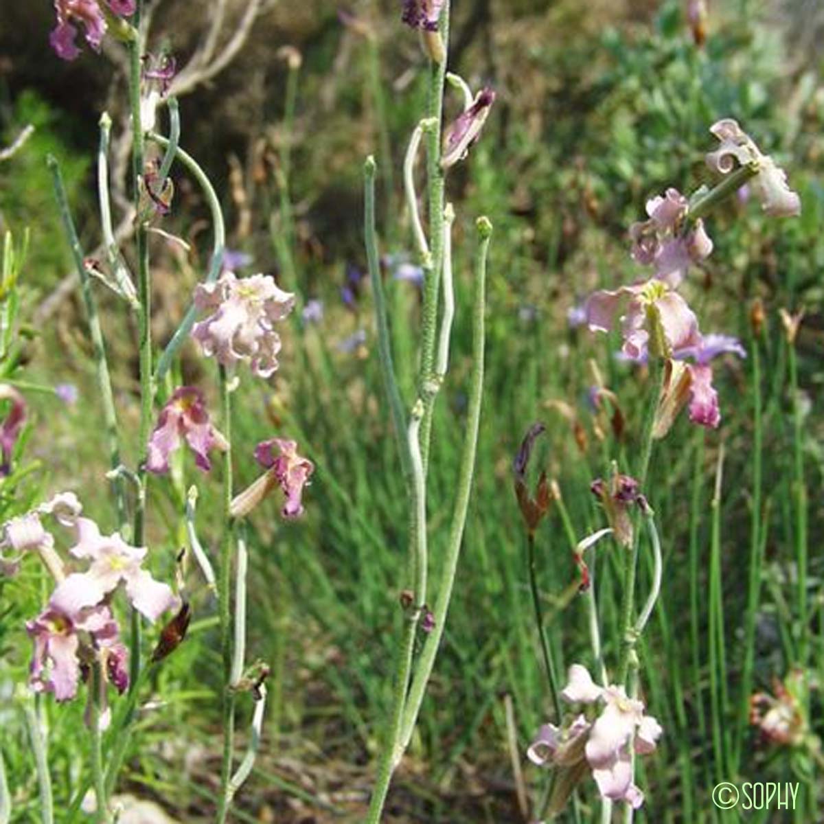 Matthiole en buisson - Matthiola fruticulosa