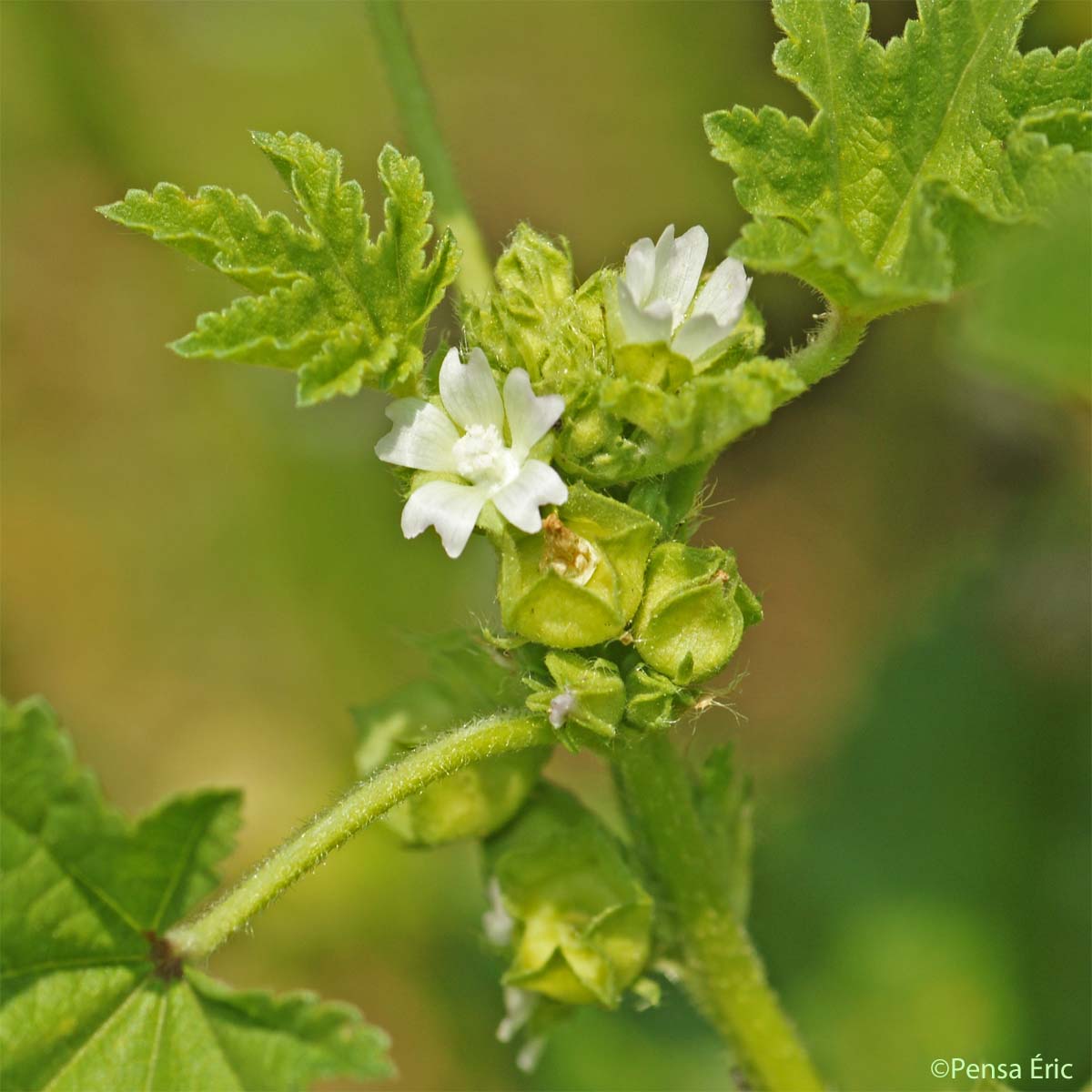 Mauve à petites fleurs - Malva parviflora