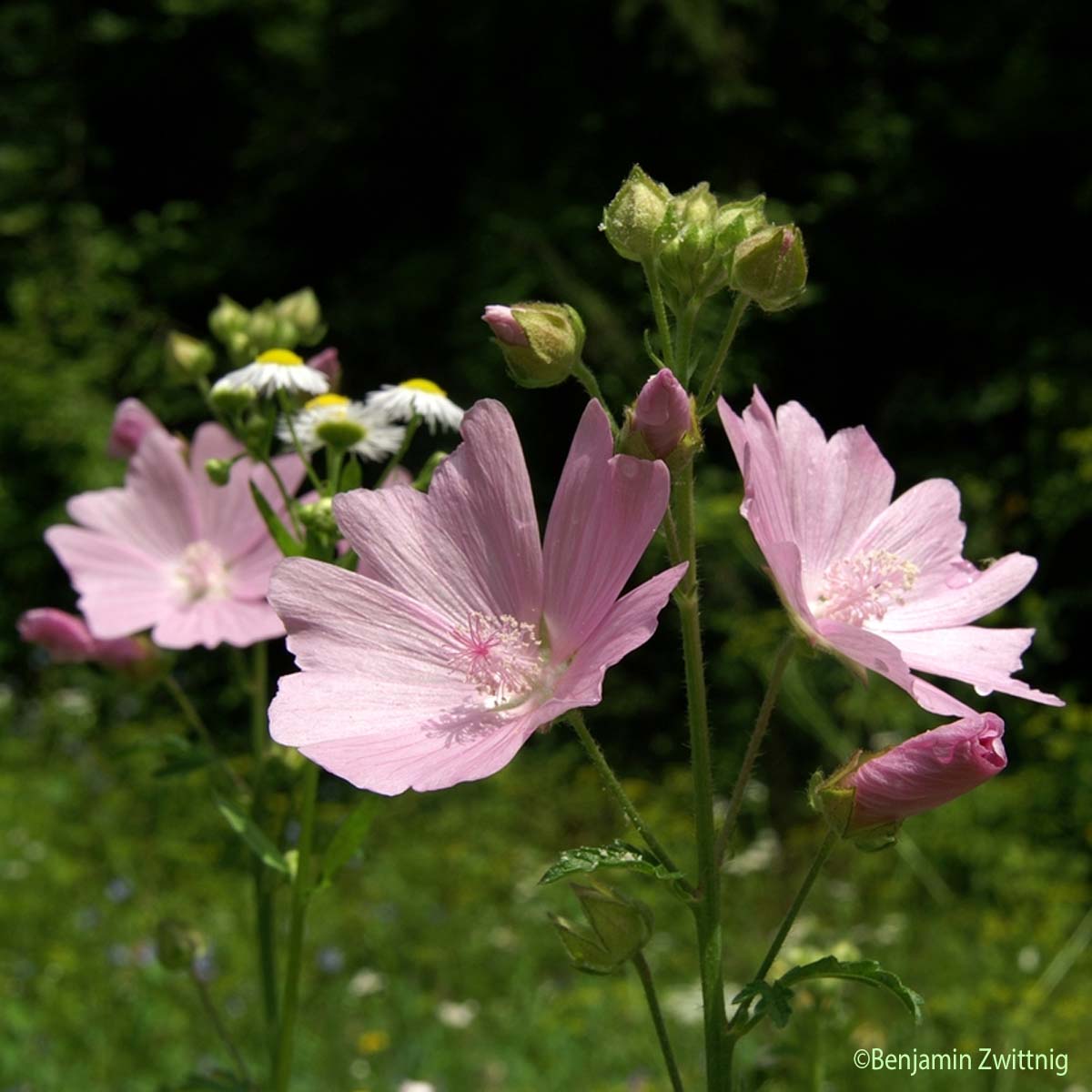 Mauve alcée - Malva alcea