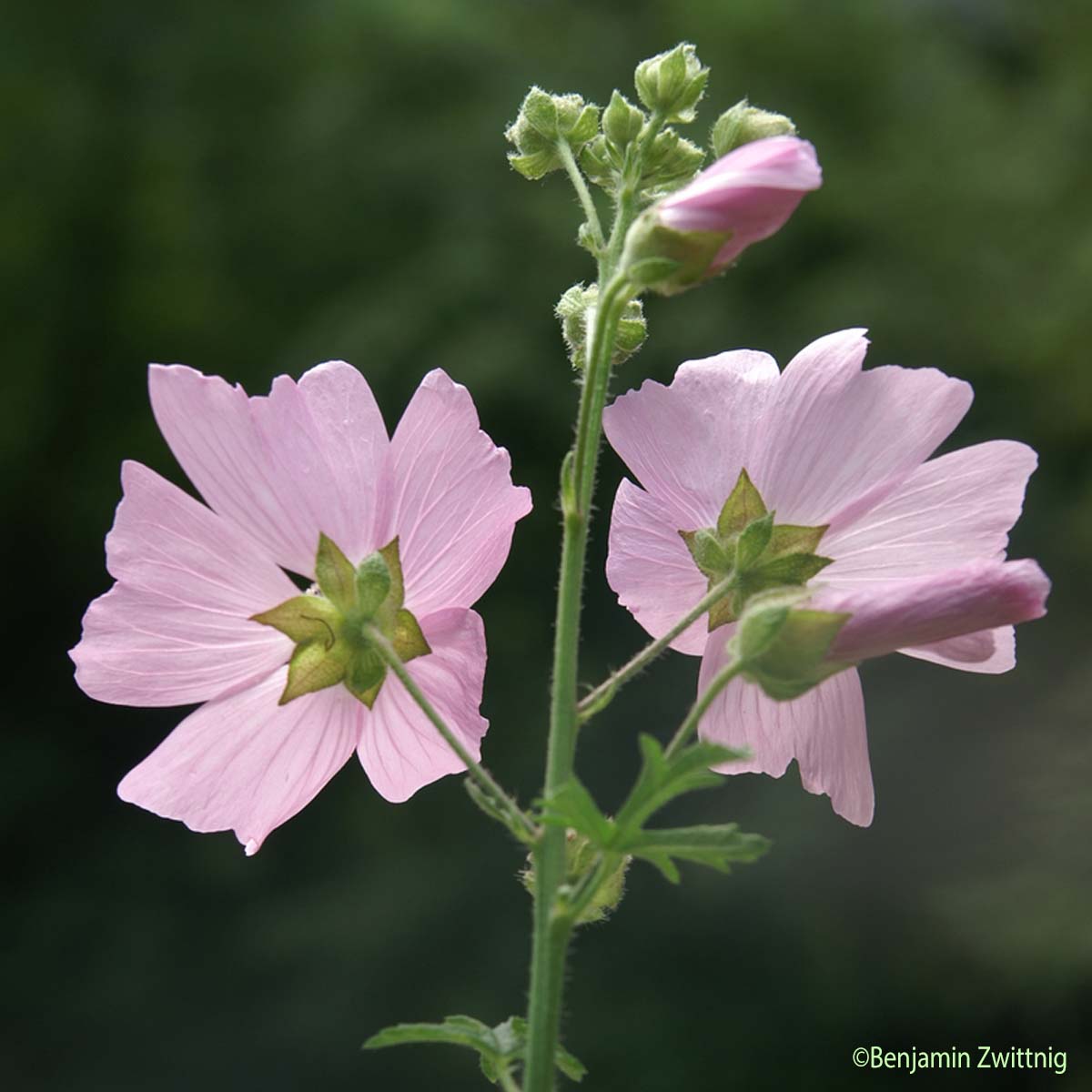 Mauve alcée - Malva alcea