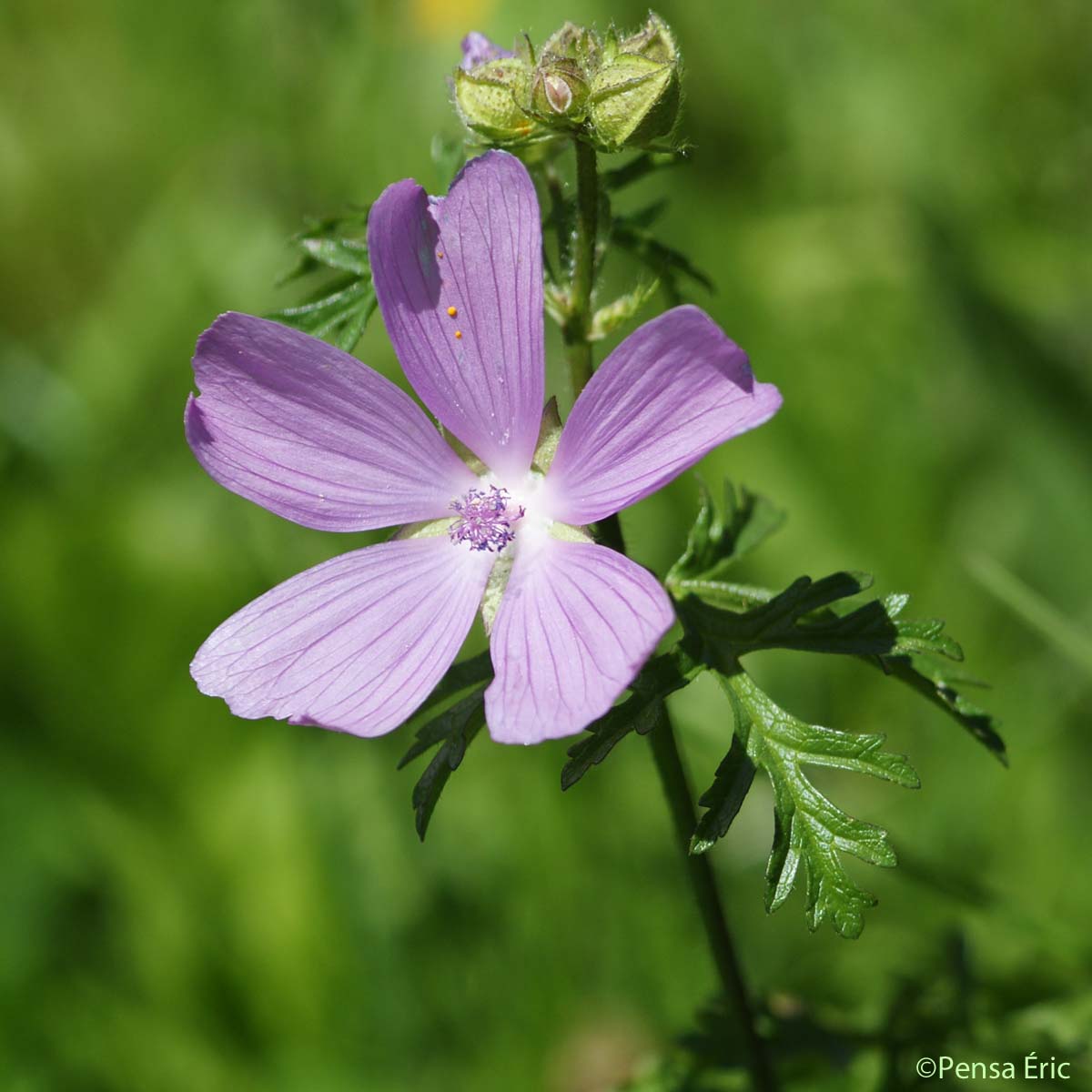 Mauve musquée - Malva moschata