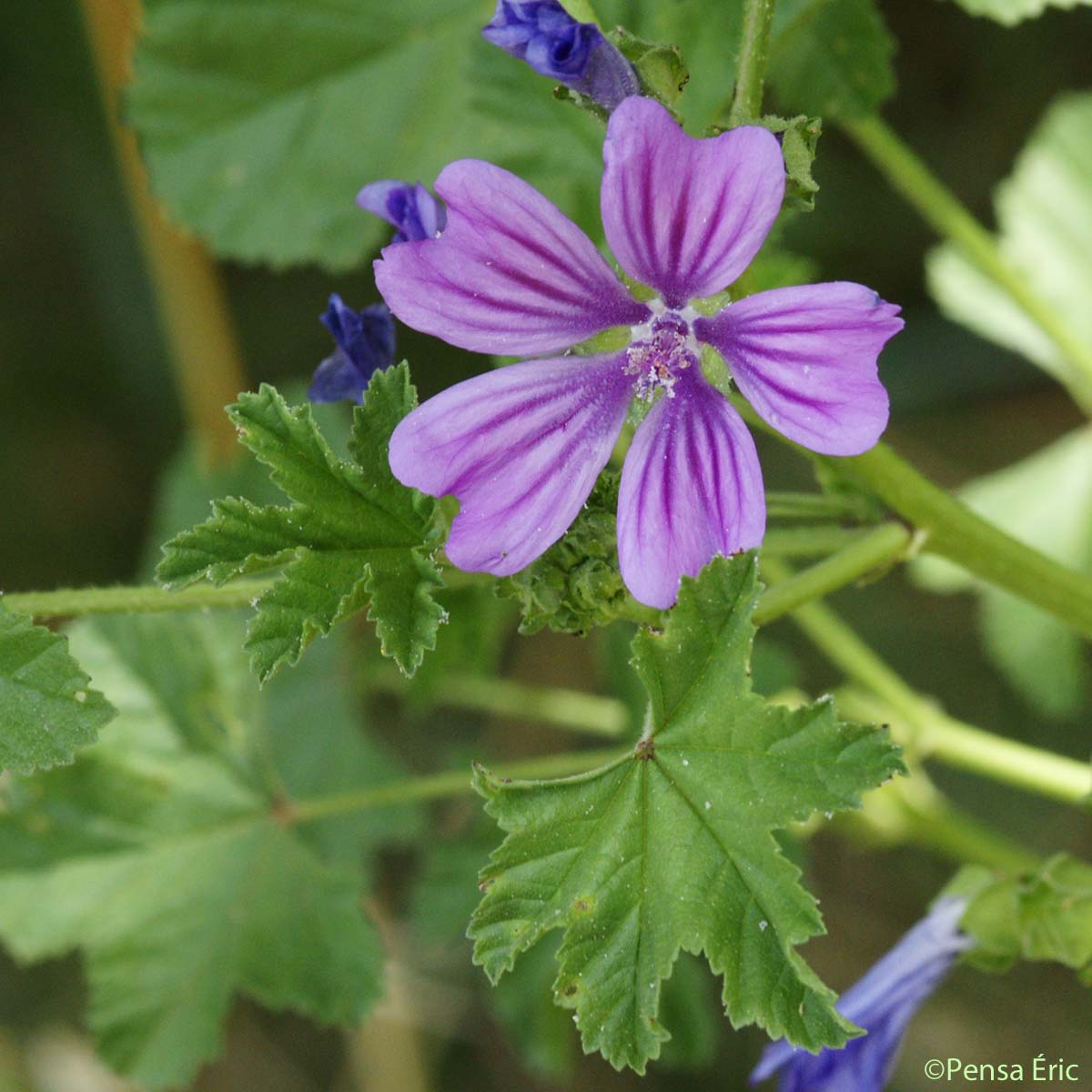 Mauve sylvestre - Malva sylvestris