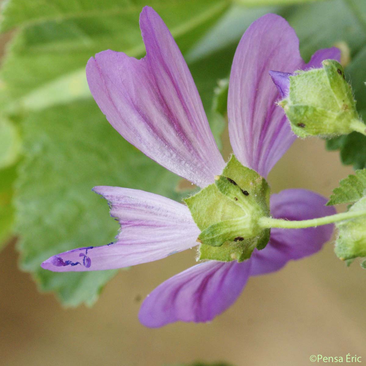 Mauve sylvestre - Malva sylvestris