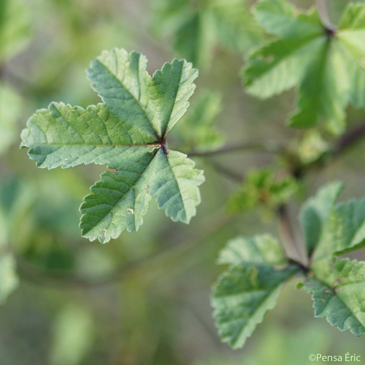 Mauve sylvestre - Malva sylvestris