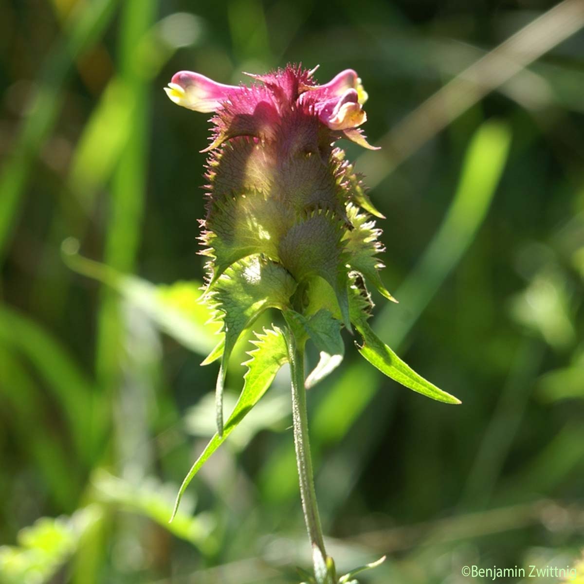 Mélampyre à crêtes - Melampyrum cristatum