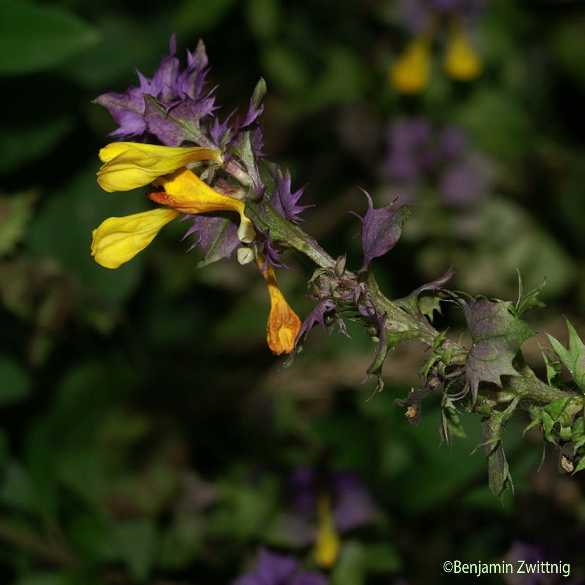 Mélampyre des bois - Melampyrum sylvaticum