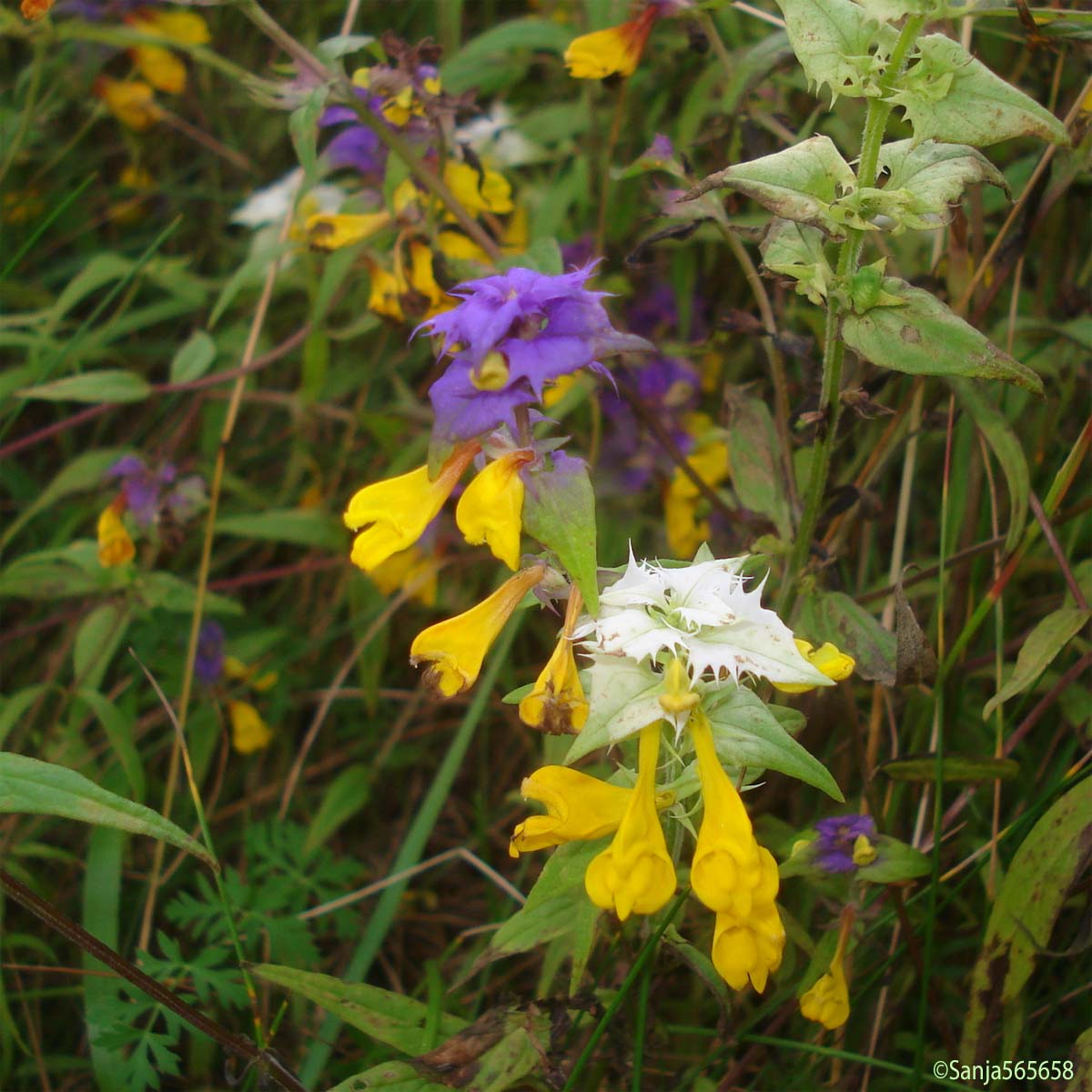 Mélampyre des bois - Melampyrum sylvaticum