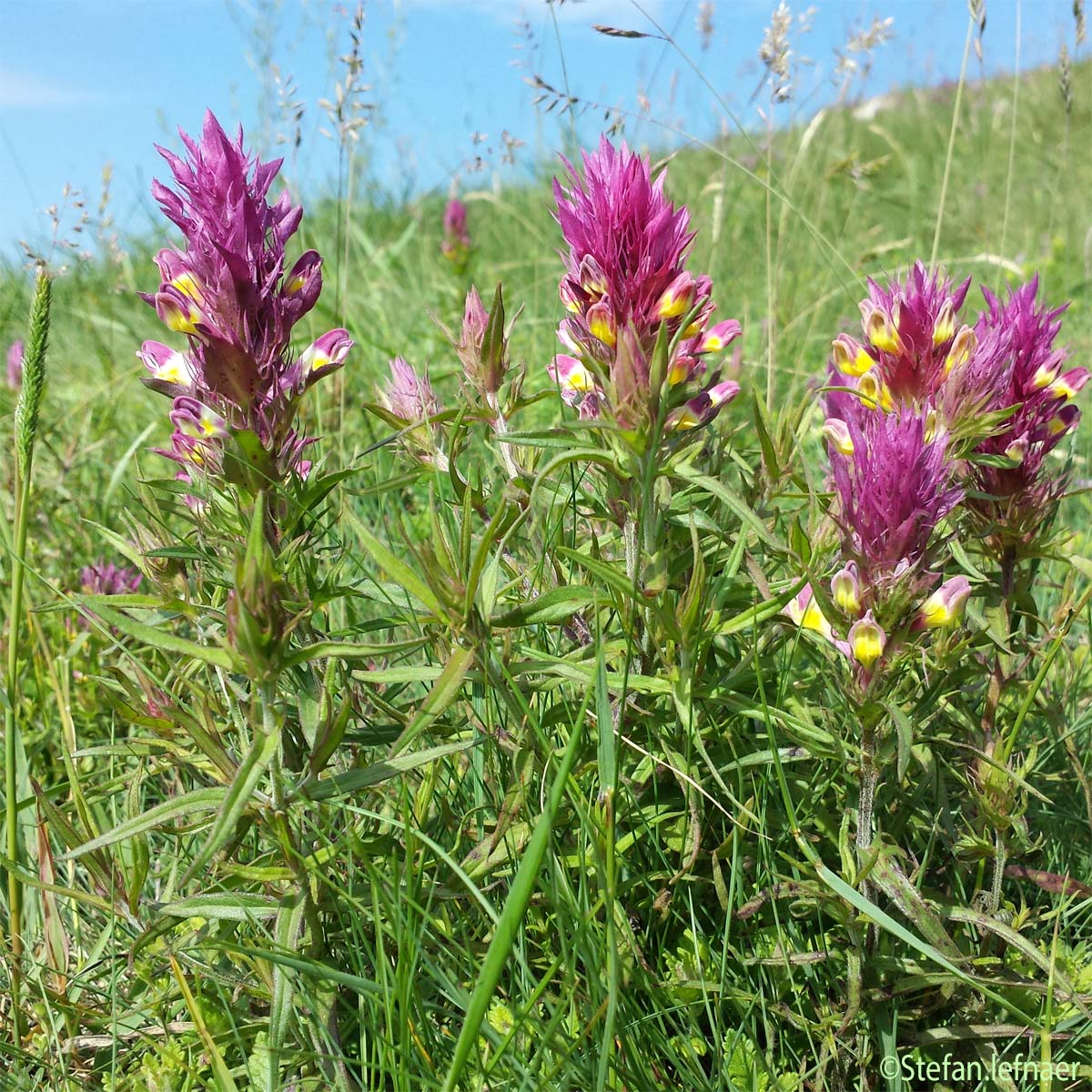 Mélampyre des champs - Melampyrum arvense