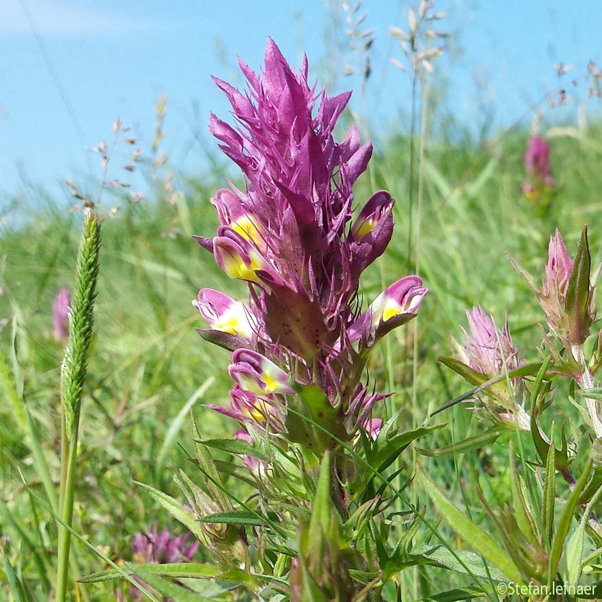 Mélampyre des champs - Melampyrum arvense