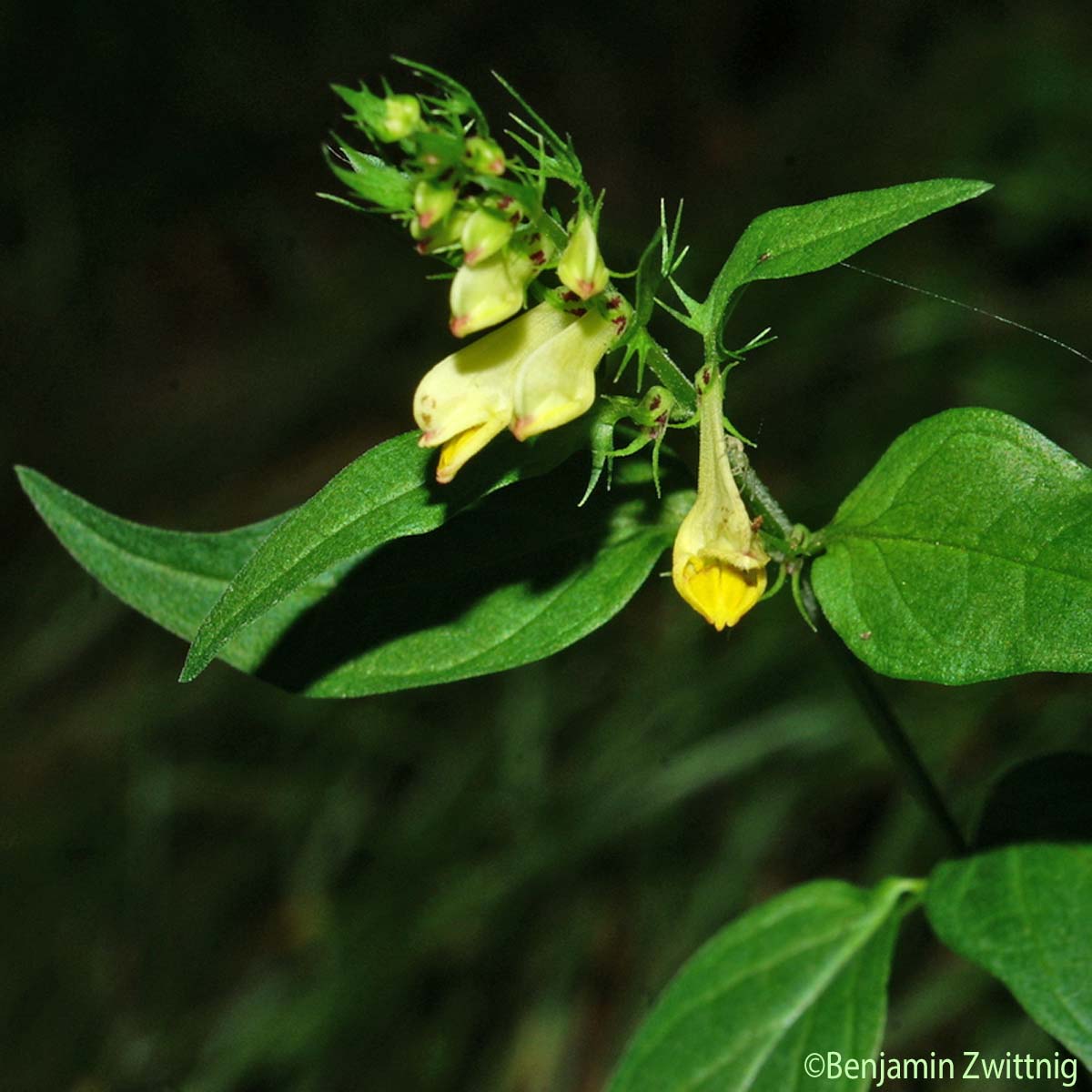 Mélampyre des prés - Melampyrum pratense