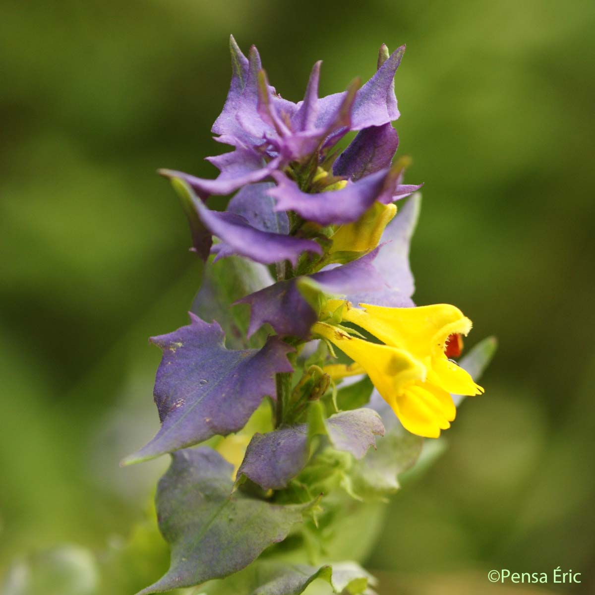 Mélampyre du Pays de Vaud - Melampyrum nemorosum subsp. catalaunicum