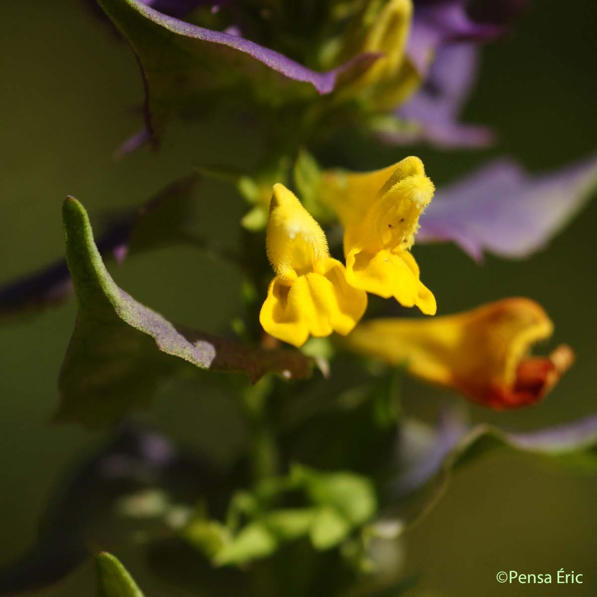 Mélampyre du Pays de Vaud - Melampyrum nemorosum subsp. catalaunicum
