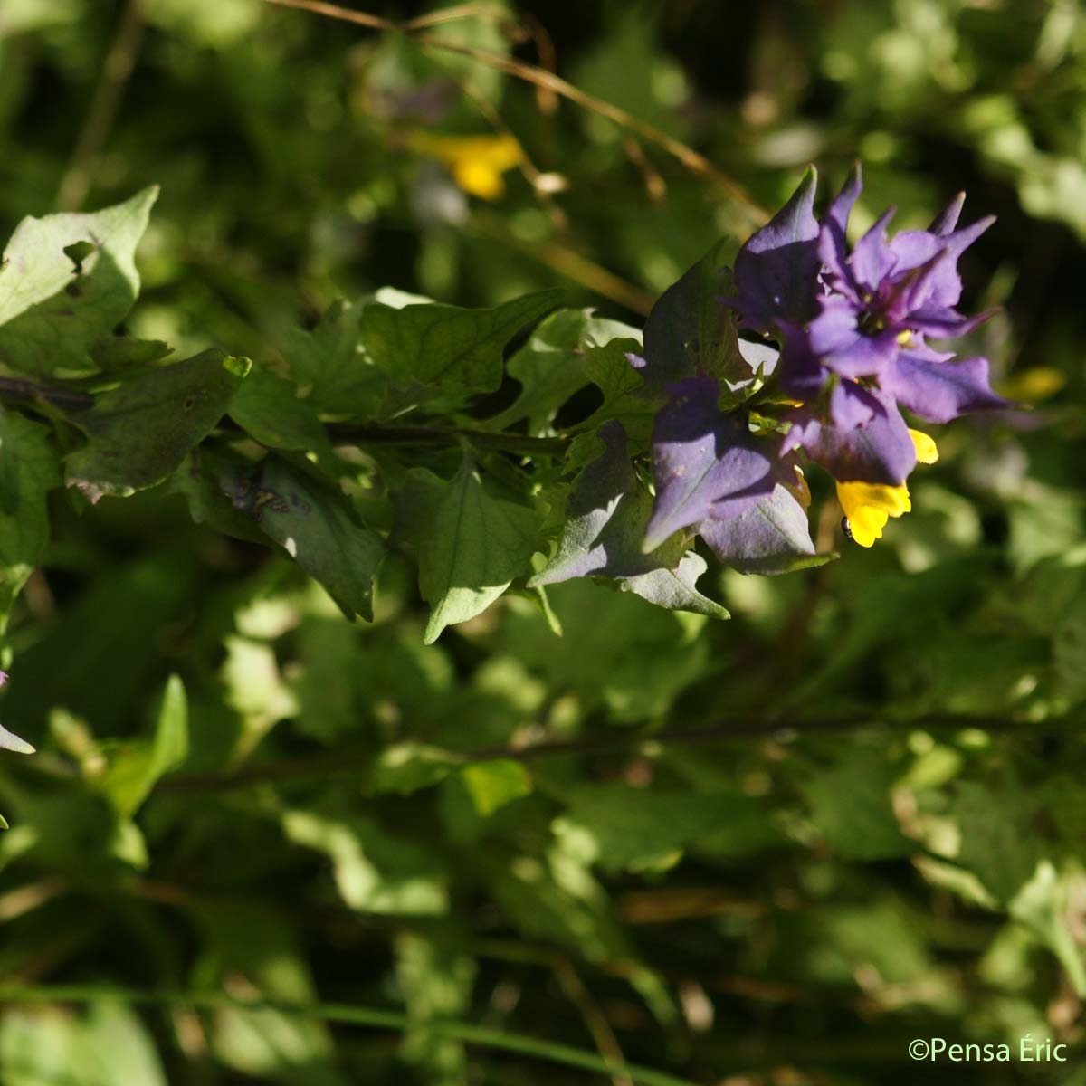 Mélampyre du Pays de Vaud - Melampyrum nemorosum subsp. catalaunicum