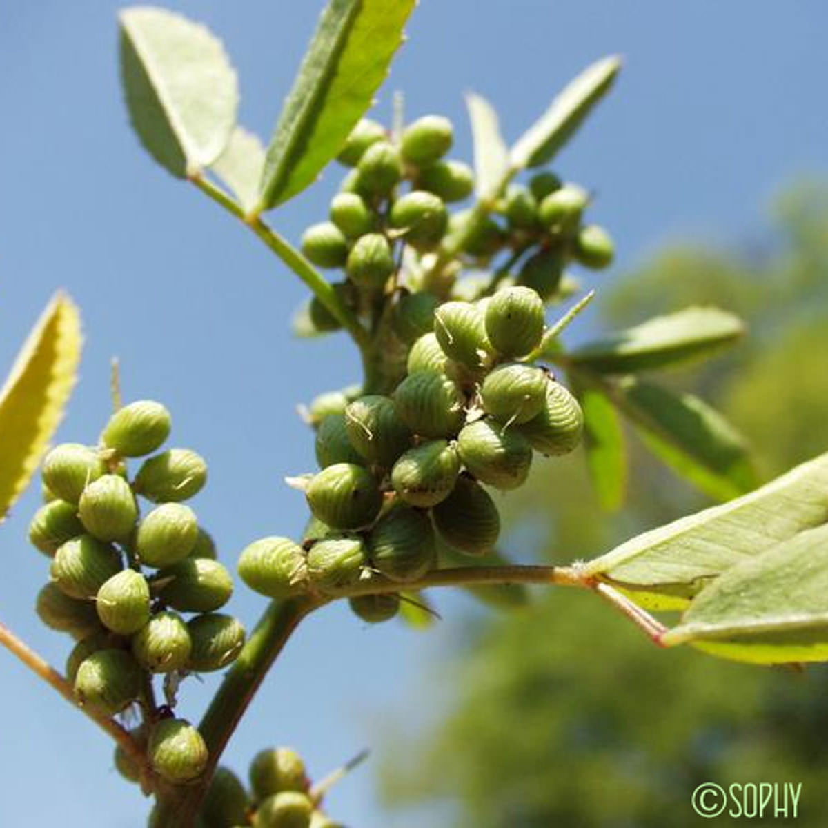 Mélilot sillonné - Melilotus sulcatus