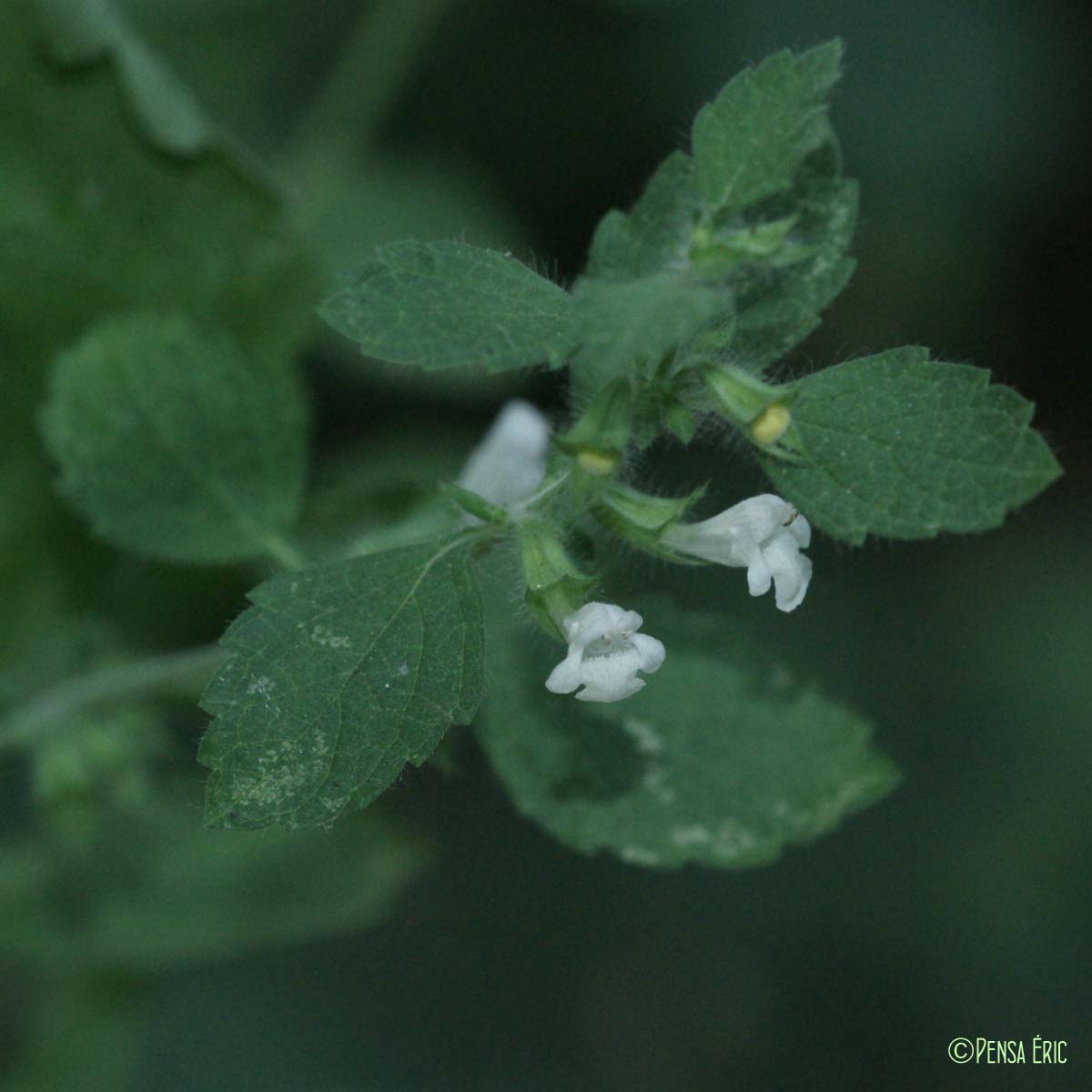 Mélisse officinale - Melissa officinalis subsp. officinalis